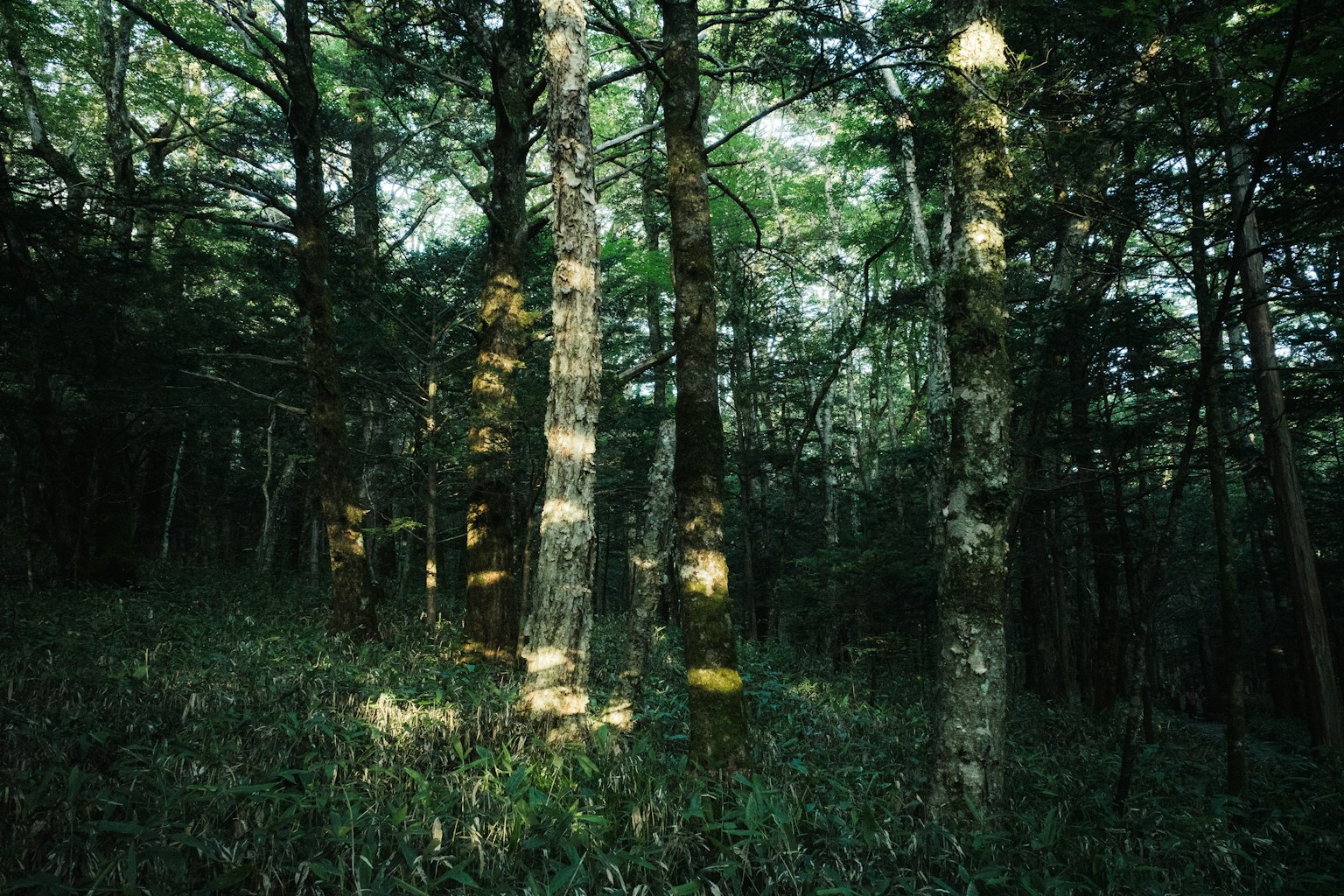 Une scène forestière sereine avec de grands arbres et de l'herbe verte luxuriante