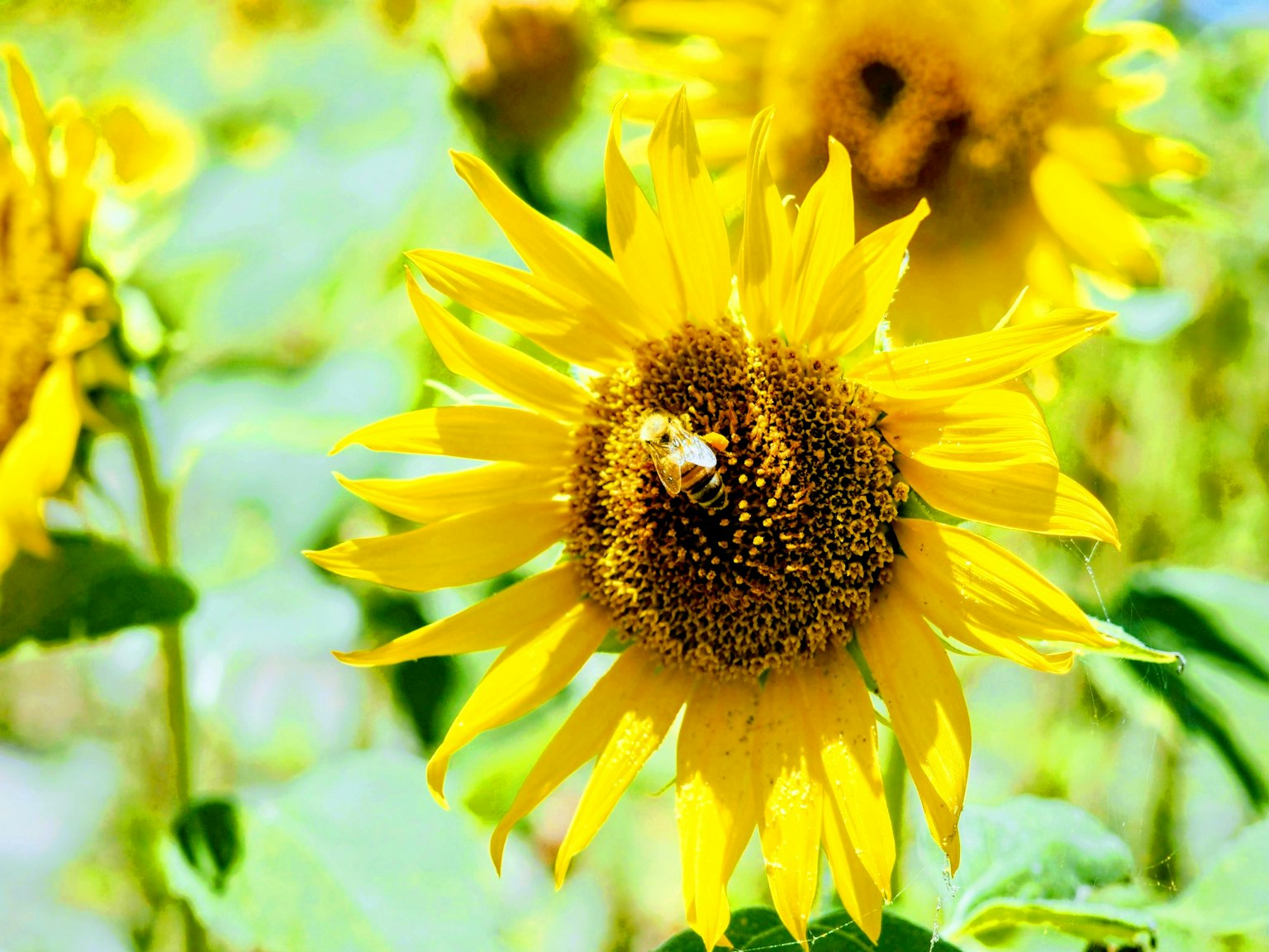 Bright yellow sunflower with a bee on its center surrounded by green leaves