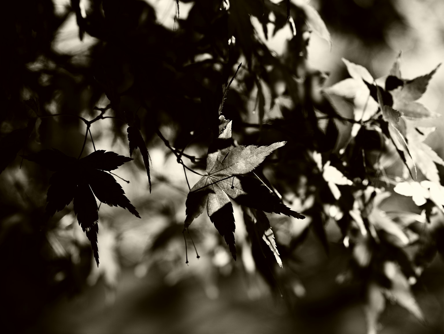 Foto en blanco y negro de hojas de arce con hojas superpuestas y un fondo borroso