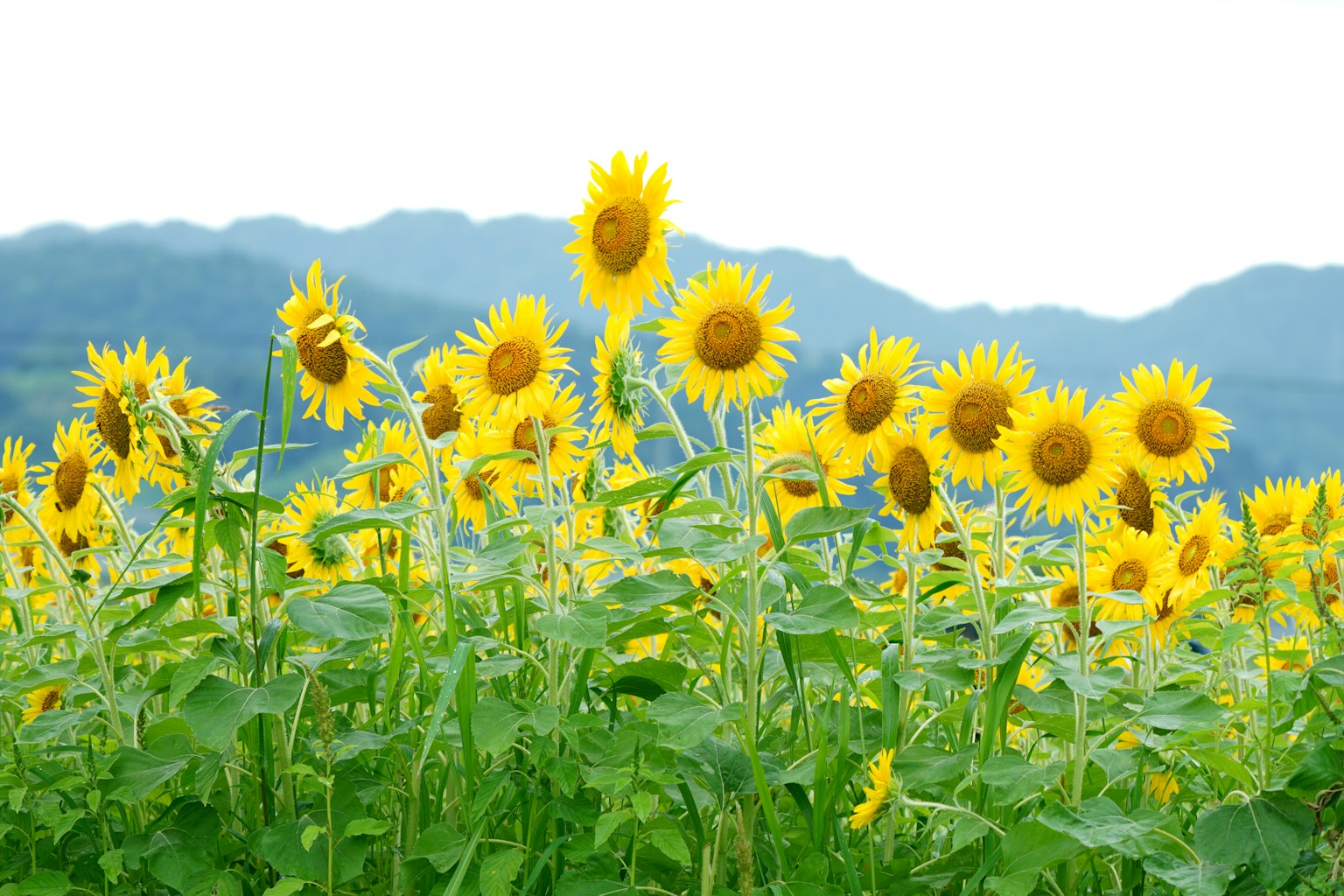 Un campo di girasoli vivaci con fiori gialli brillanti e montagne blu sullo sfondo