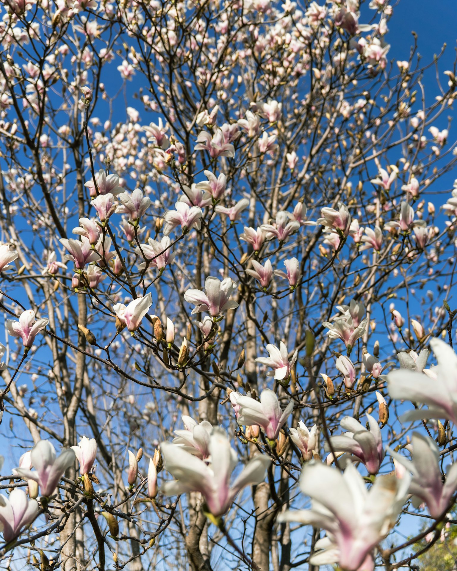 Cây magnolia nở rộ với hoa trắng và hồng dưới bầu trời xanh