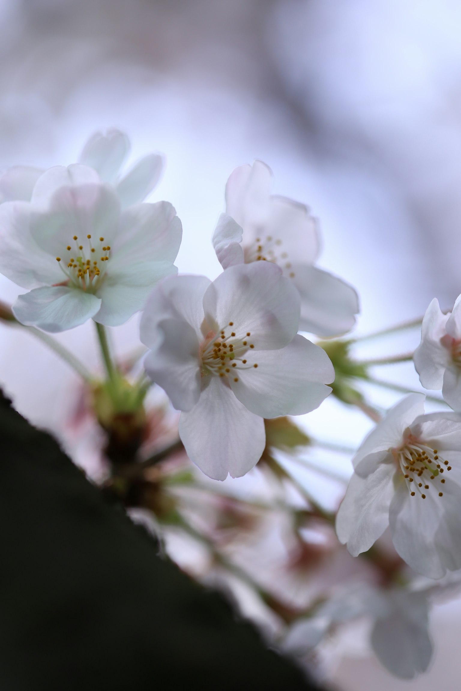 Primo piano di fiori di ciliegio bianchi in fiore