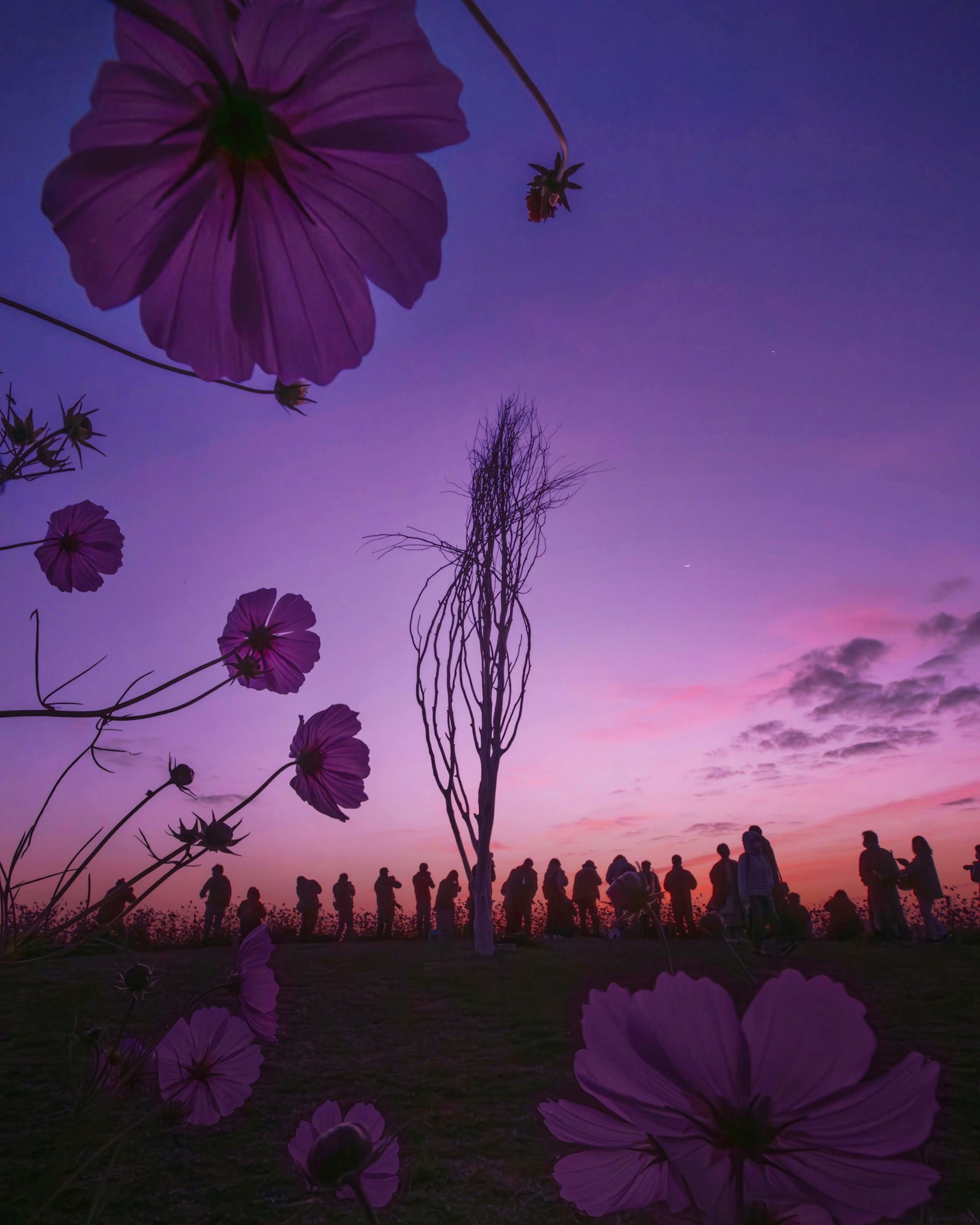 Silhouette de personnes contre un ciel violet avec des fleurs au premier plan