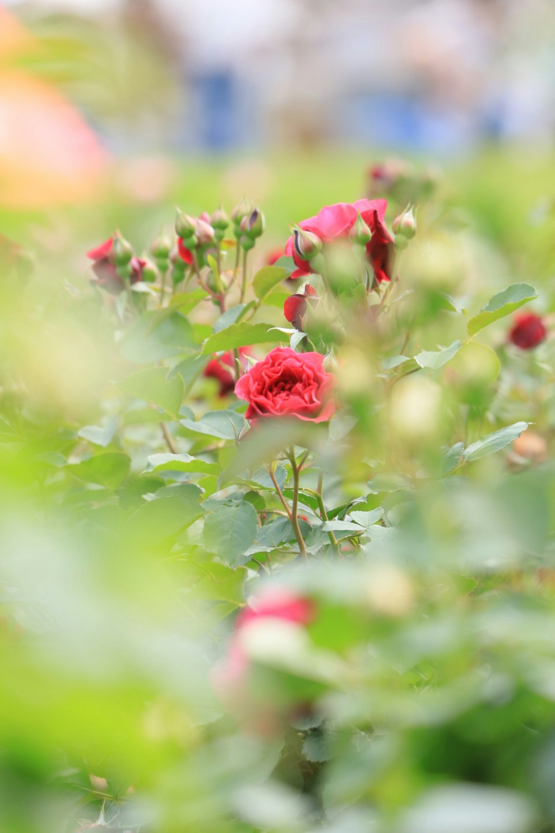 薔薇園の花壇で咲くバラの花