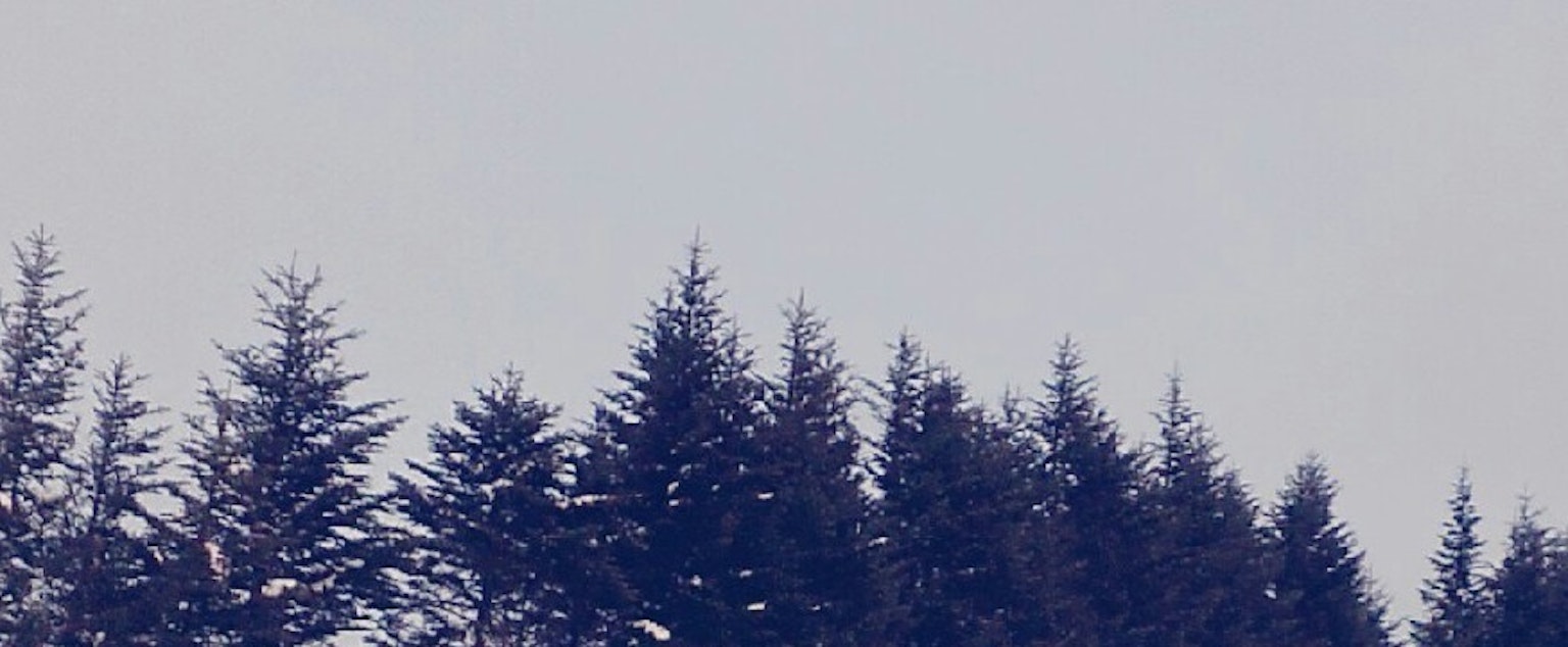 冬季景观，树木被雪覆盖