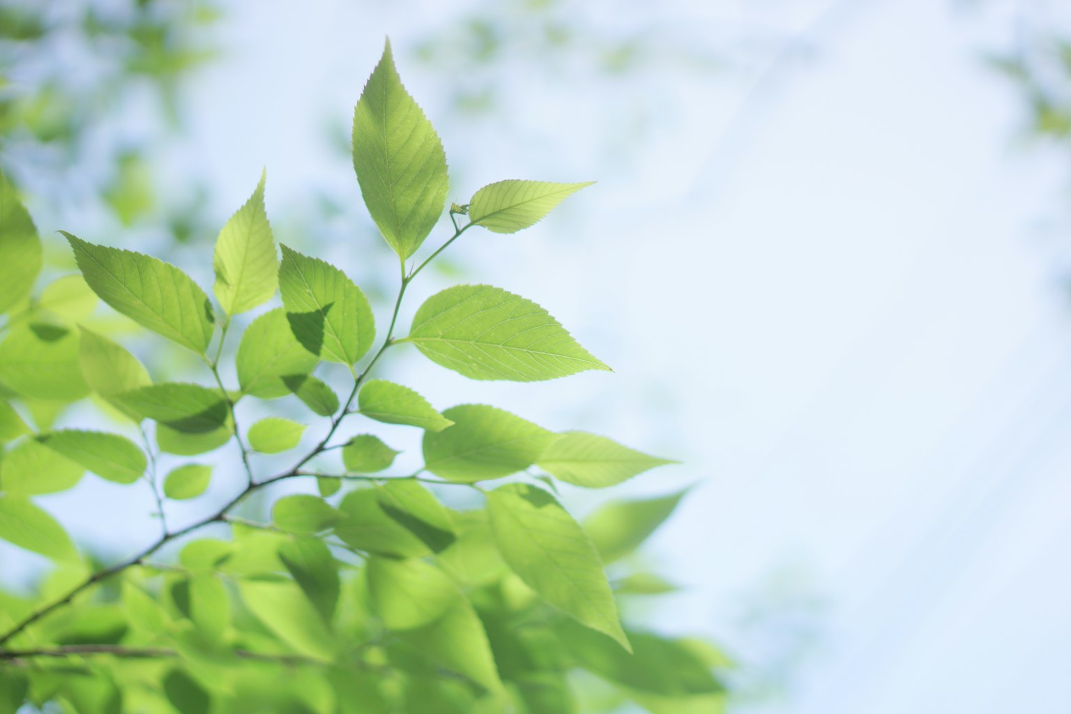 Feuilles vertes contre un ciel bleu créant une scène naturelle sereine