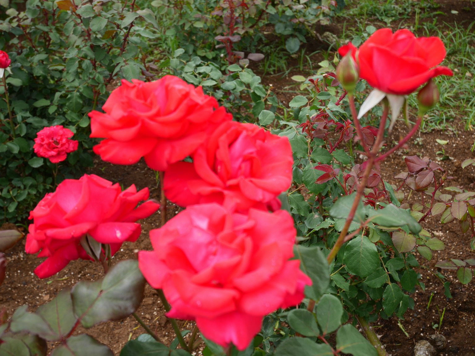 Una scena di giardino con rose rosse vivaci in fiore