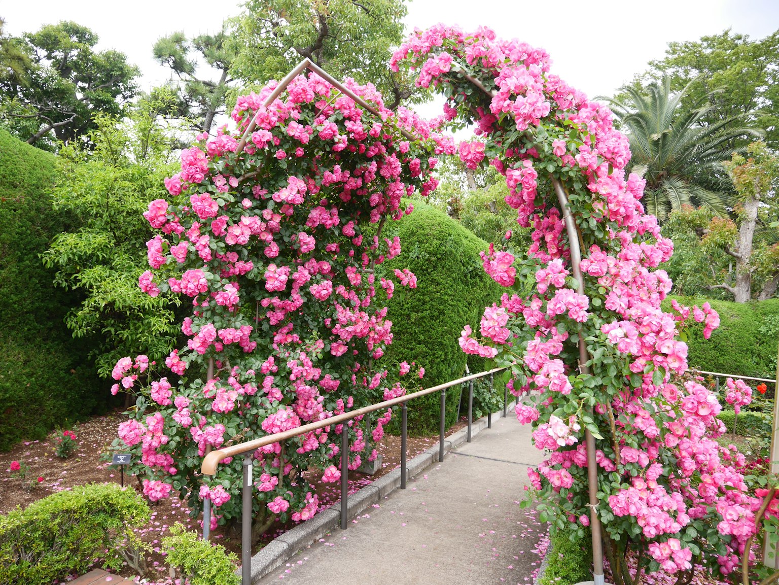 Pemandangan taman dengan lengkungan yang ditutupi bunga pink