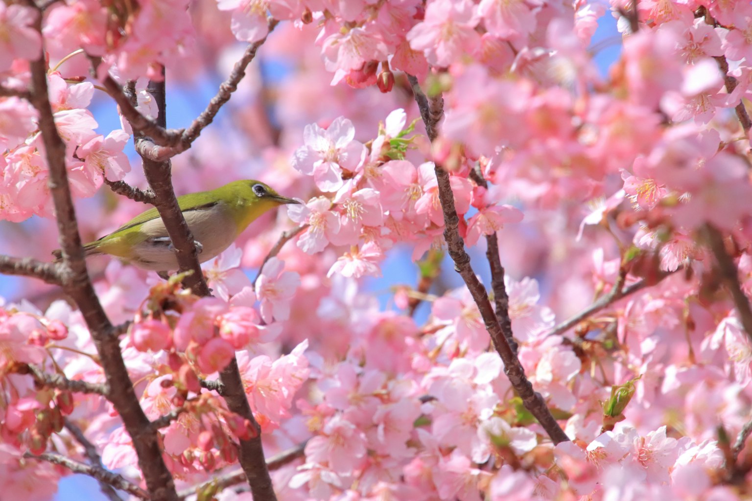 Frühlingsszene mit Kirschblüten und einem kleinen Vogel