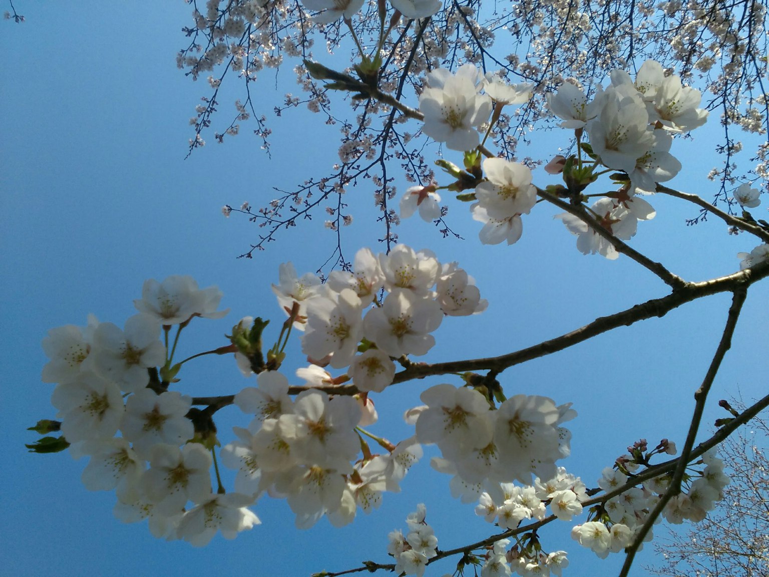 Close-up bunga sakura mekar di latar belakang langit biru