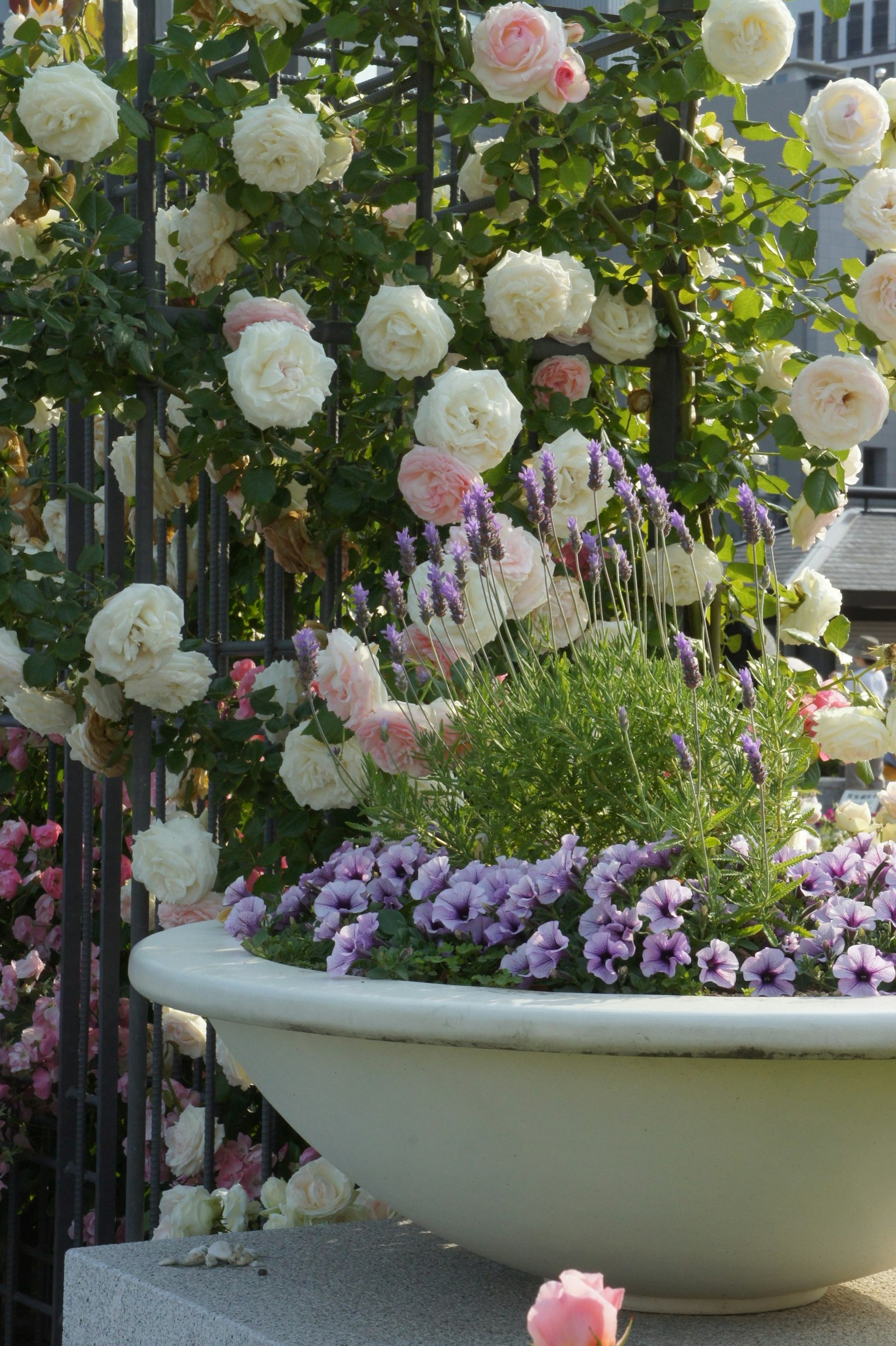 Grand pot rempli de fleurs violettes et entouré de roses blanches et roses