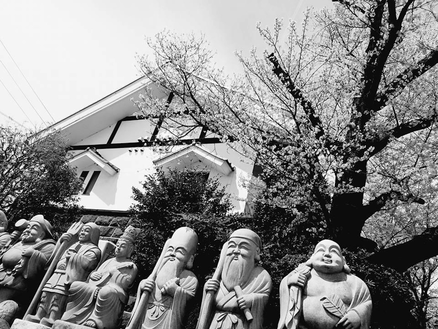 ภาพขาวดำที่มีรูปปั้นชิจิฟุกุจินเรียงกันอยู่หน้าบ้านเก่าและต้นซากุระ