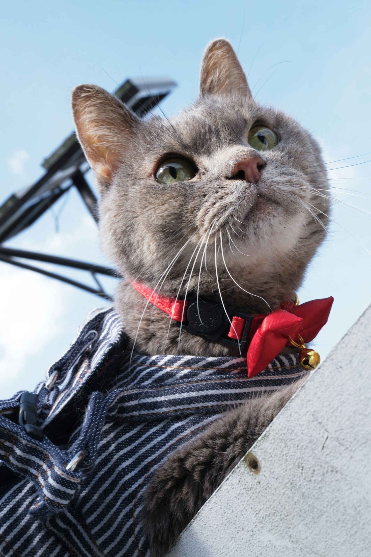 Chat gris portant une tenue rayée avec un nœud papillon rouge