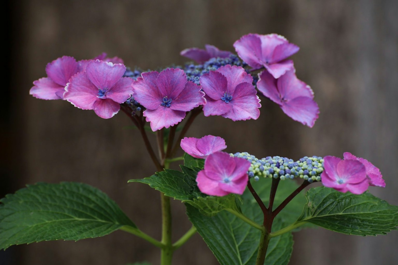 Close-up tanaman hydrangea dengan bunga pink