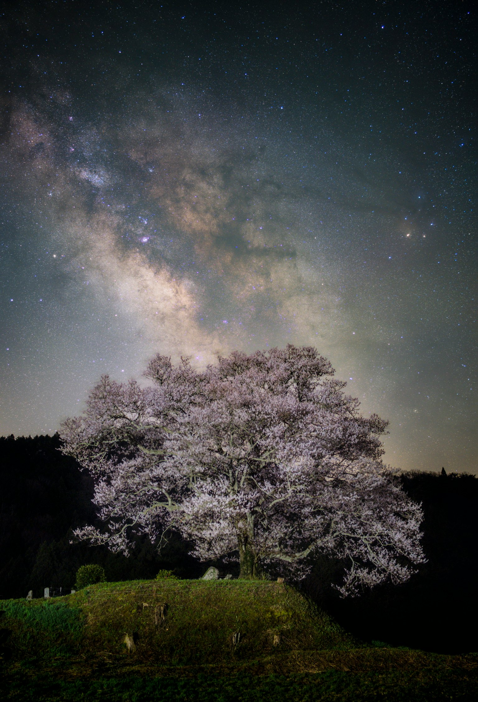 아름다운 벚꽃 나무와 밤하늘의 은하수