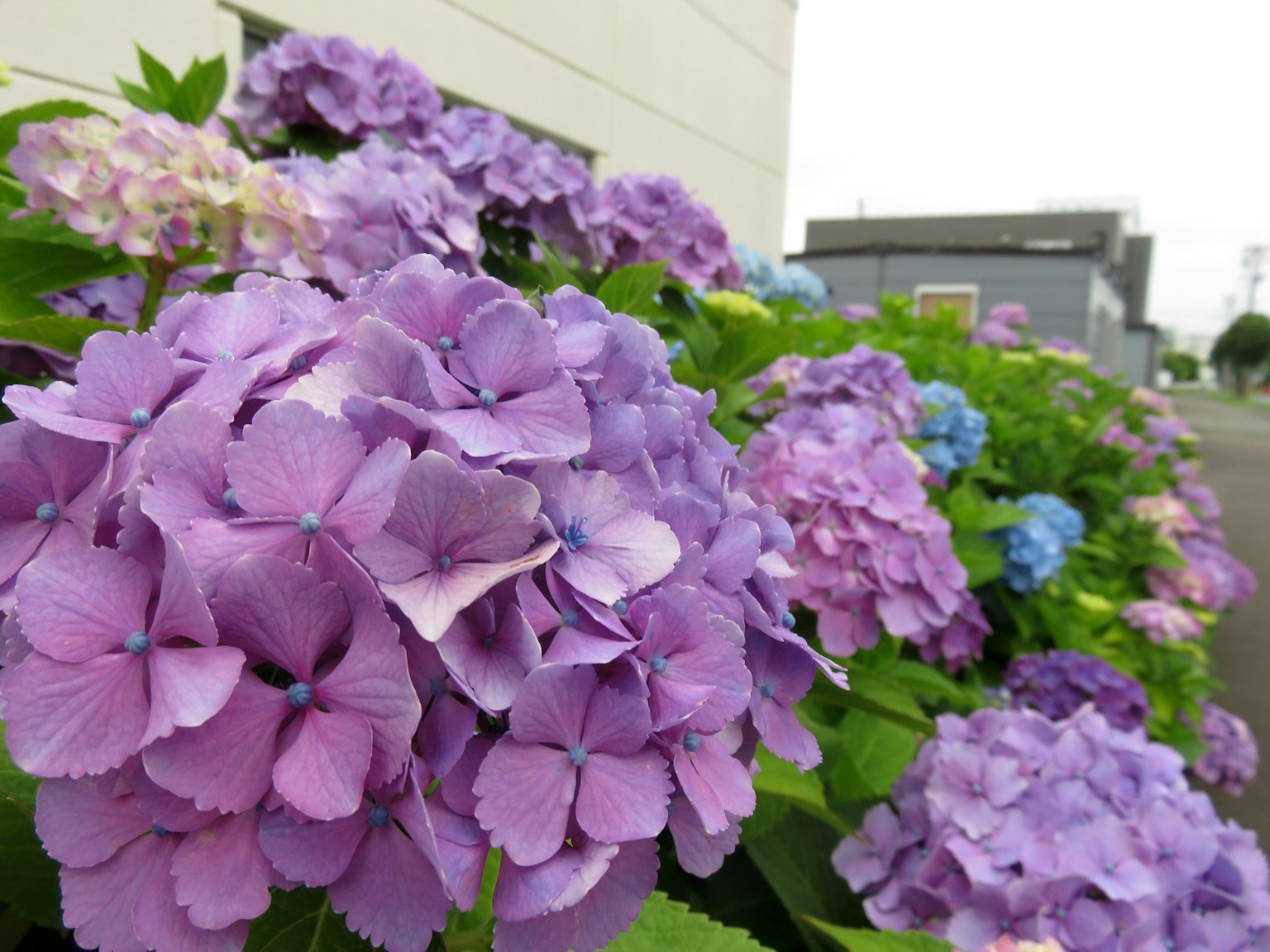 Fleurs d'hortensia de teintes violettes et bleues fleurissant le long d'un chemin