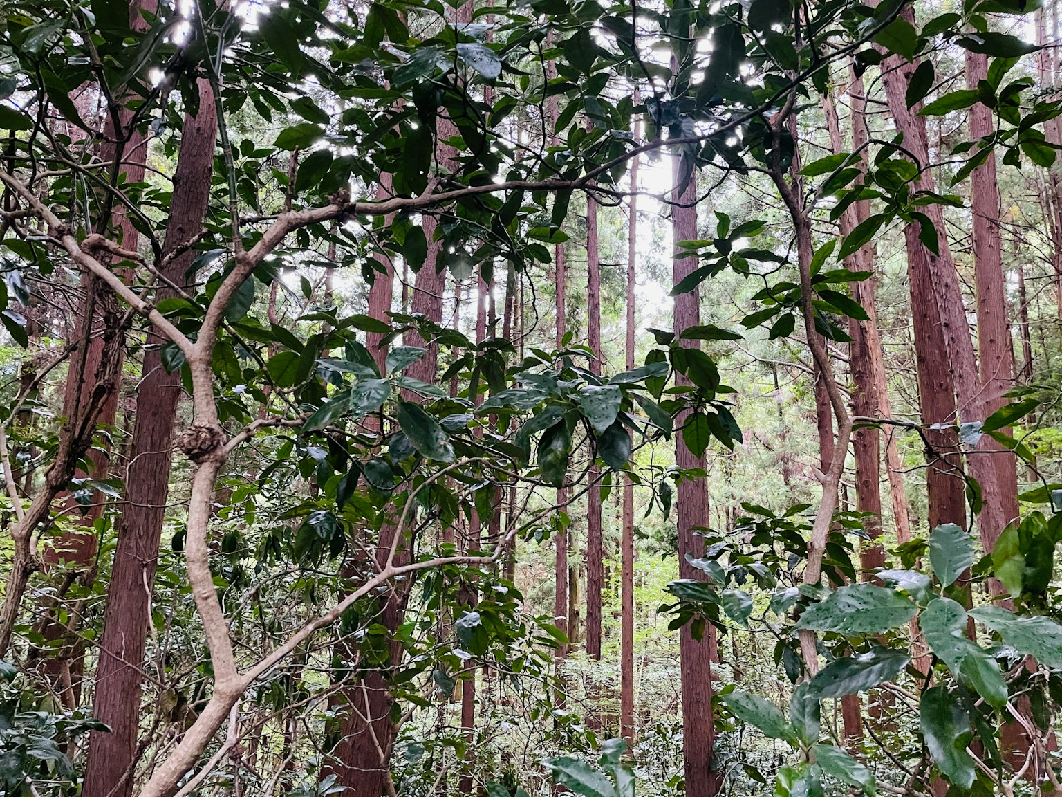 Tall trees and dense foliage in a lush forest