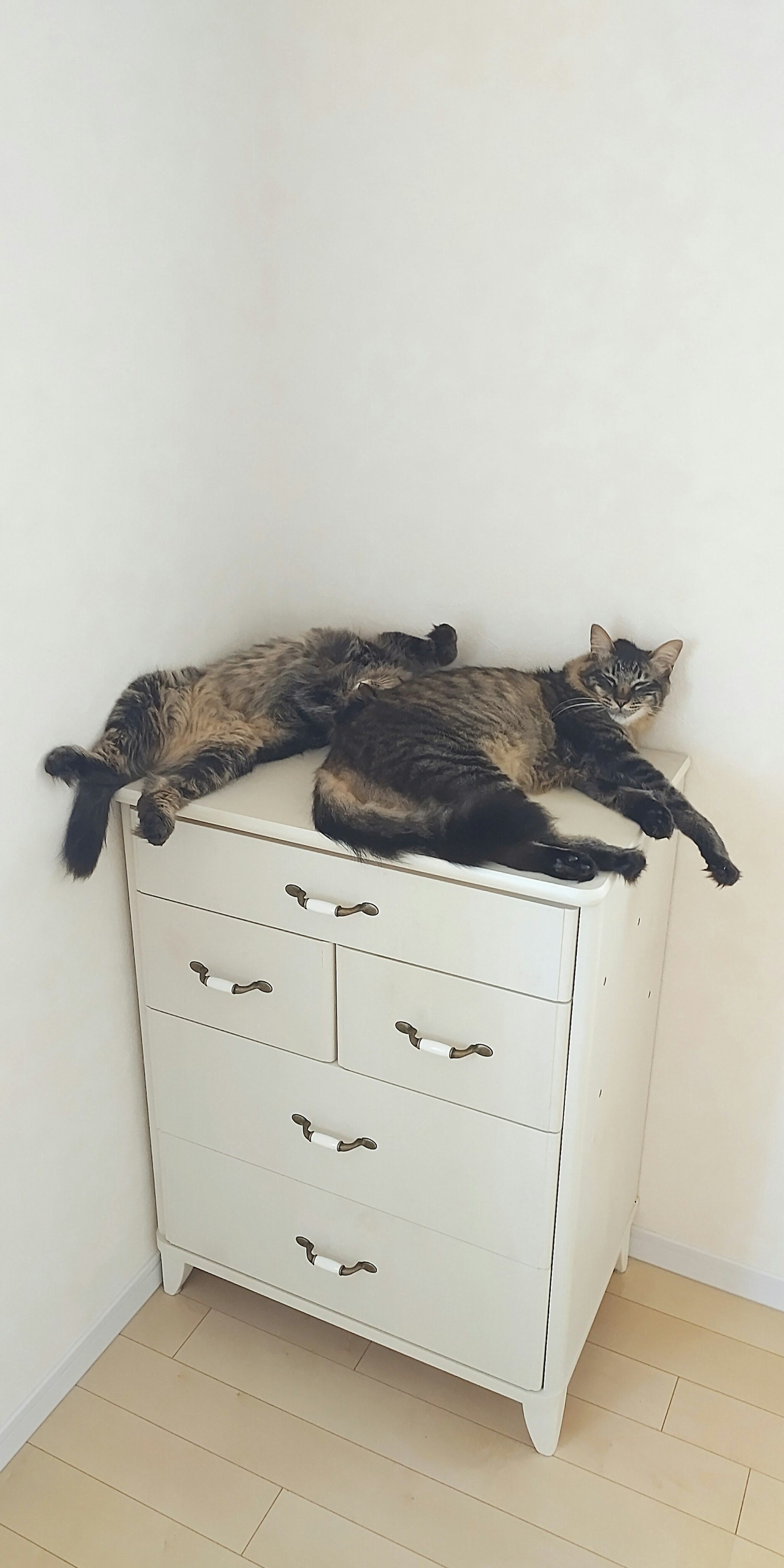 二匹の猫が白いタンスの上で寝ている様子