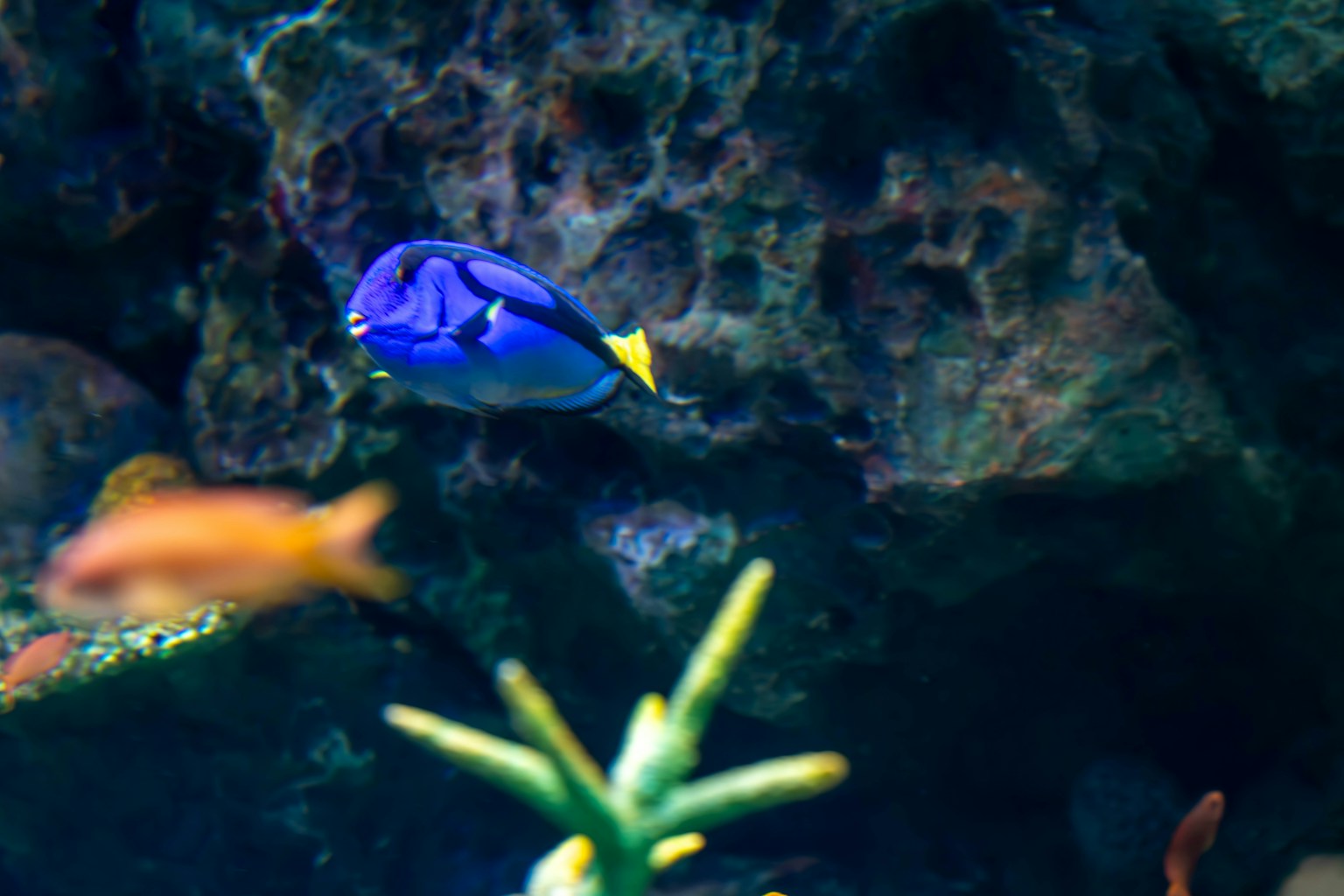 一條色彩斑斓的熱帶魚，藍色的身體和黃色的尾巴，正在岩石附近游泳