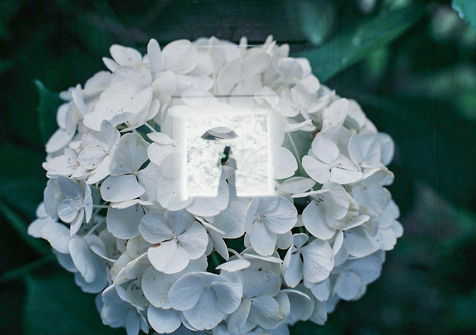 A small figure holding an umbrella stands on a white hydrangea flower