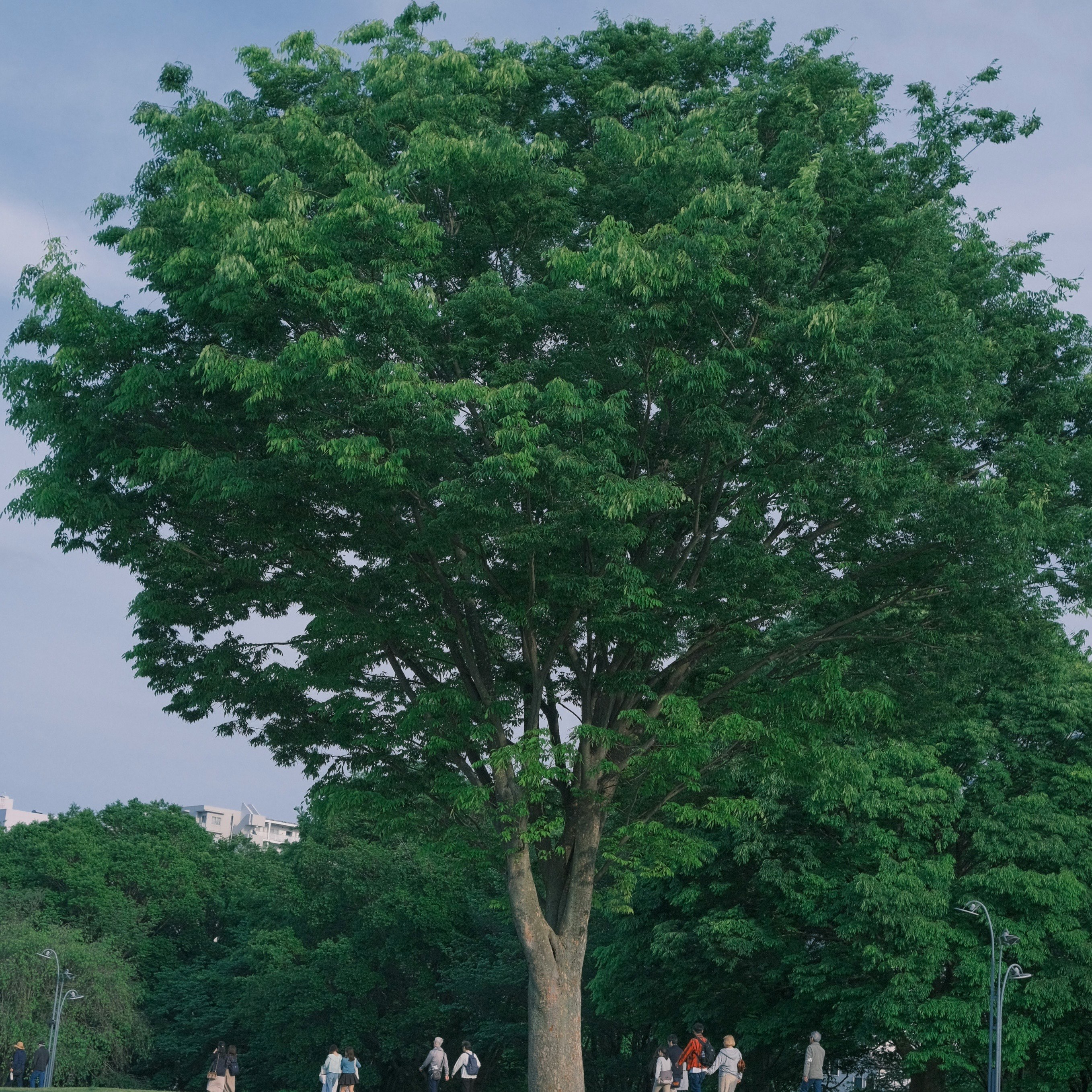 Ein großer grüner Baum in einem Park mit Himmel im Hintergrund