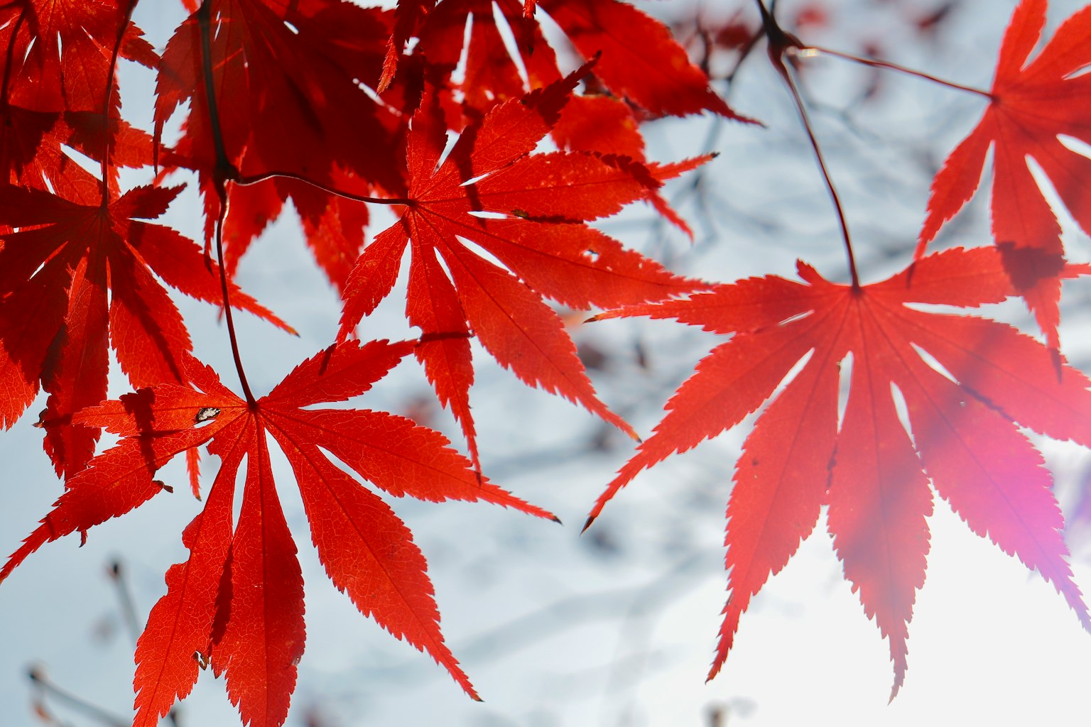 红色枫叶在明亮的背景上