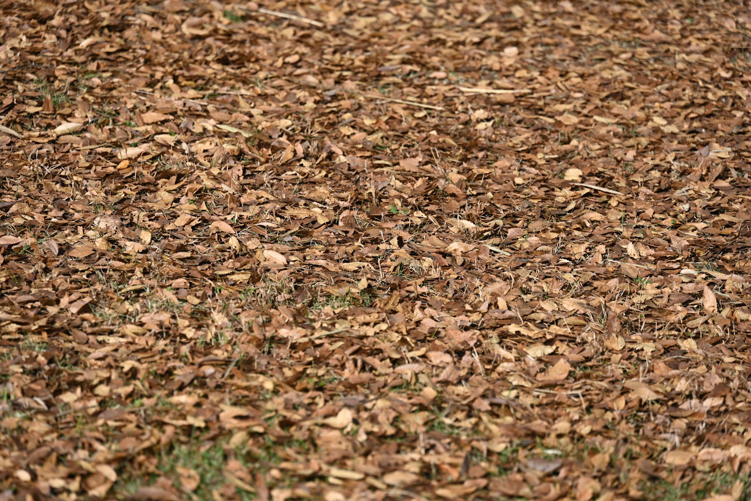 Terreno coperto di foglie secche in varie tonalità di marrone