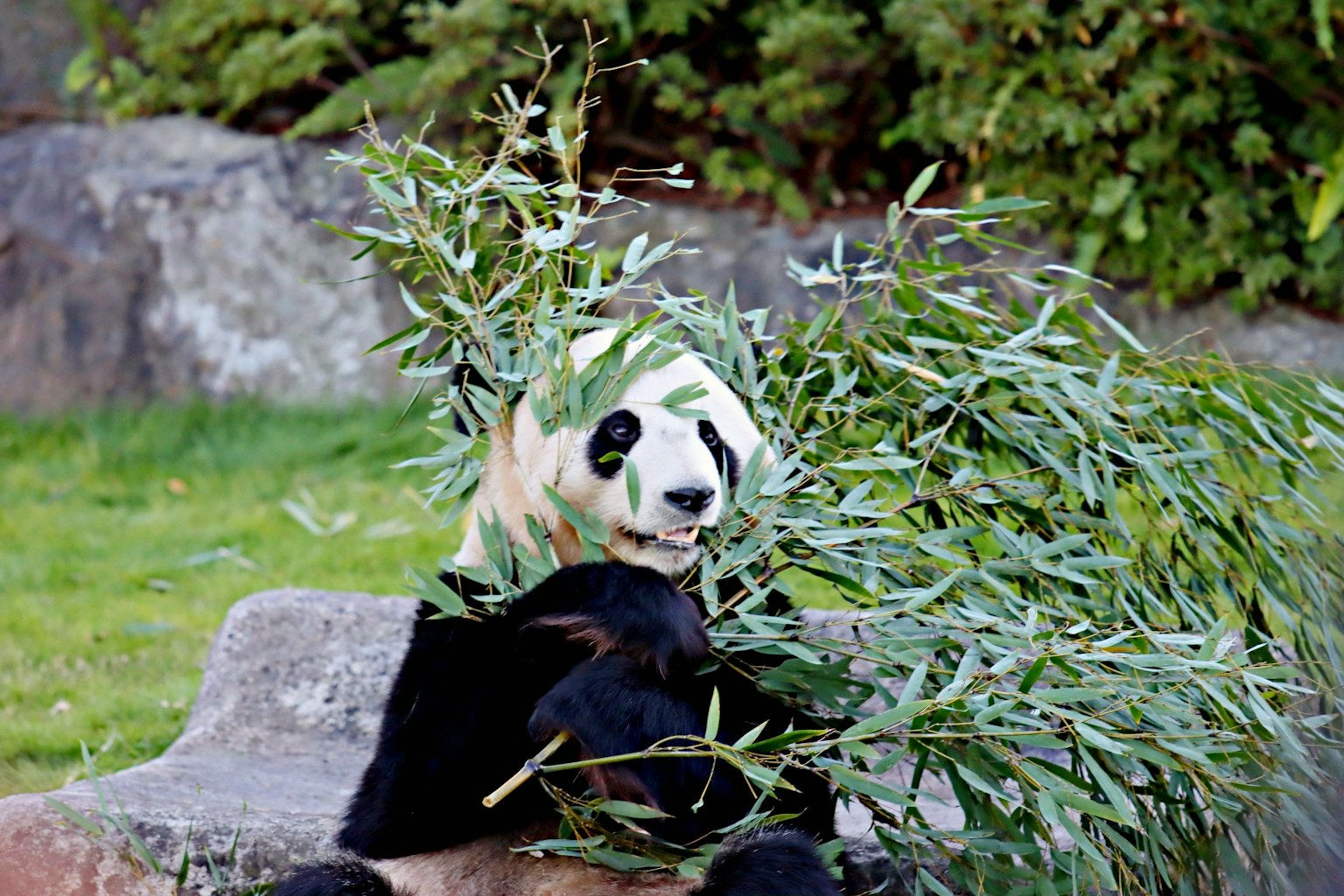 Panda seduto tra la vegetazione adornato con foglie di bambù