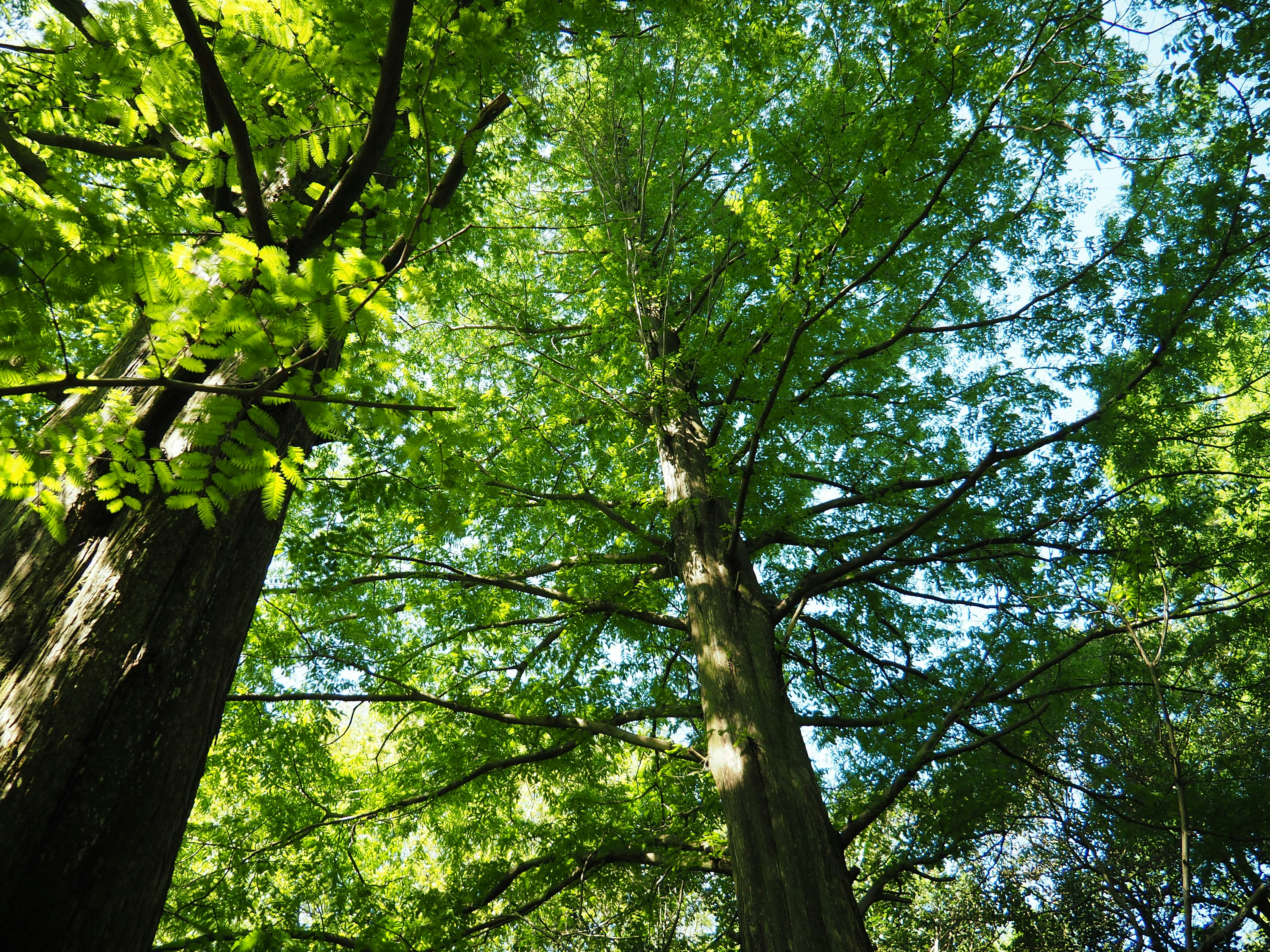 green forest canopy with sunlit leaves