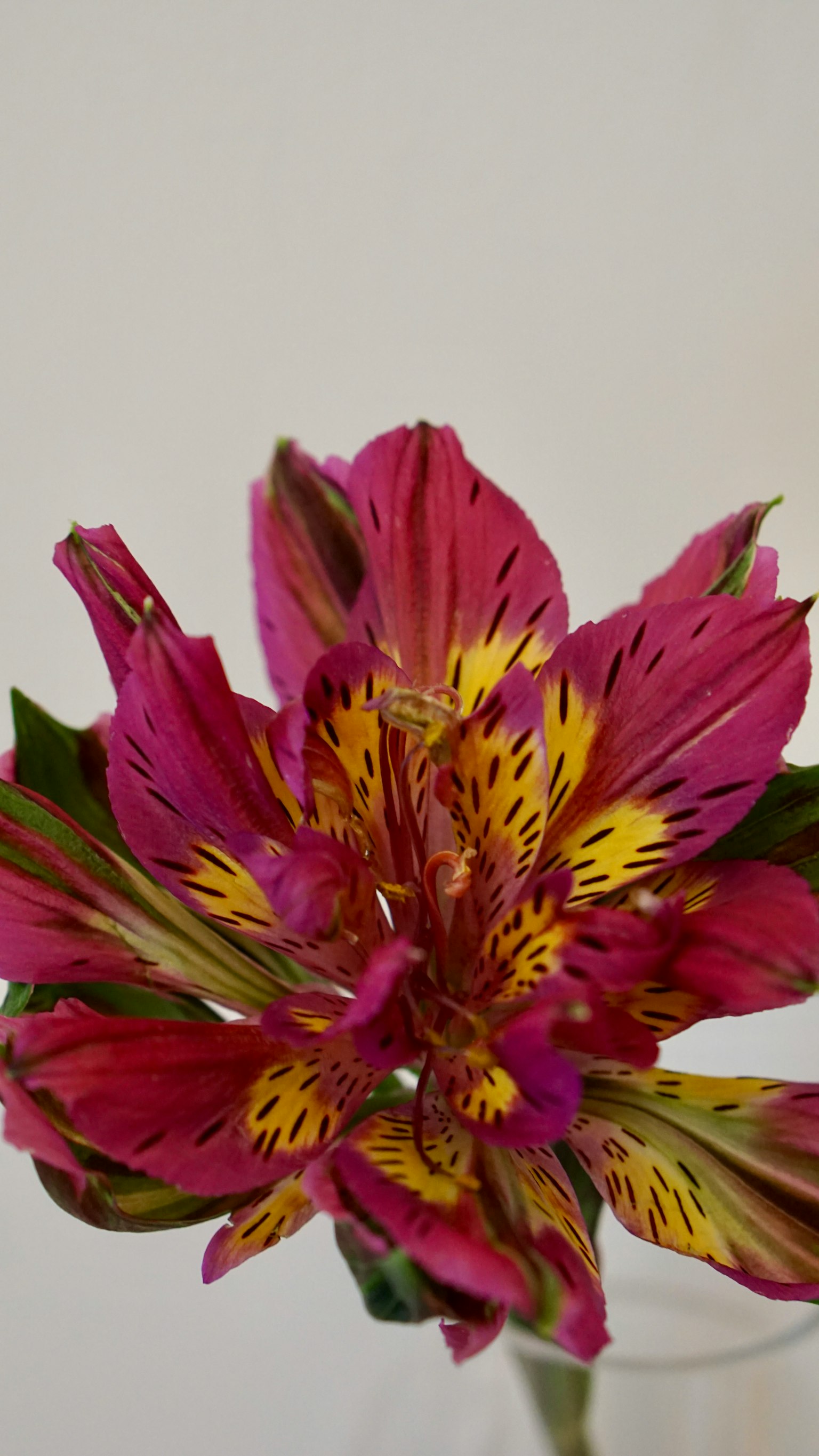 鲜艳的粉色和黄色图案的百合花特写