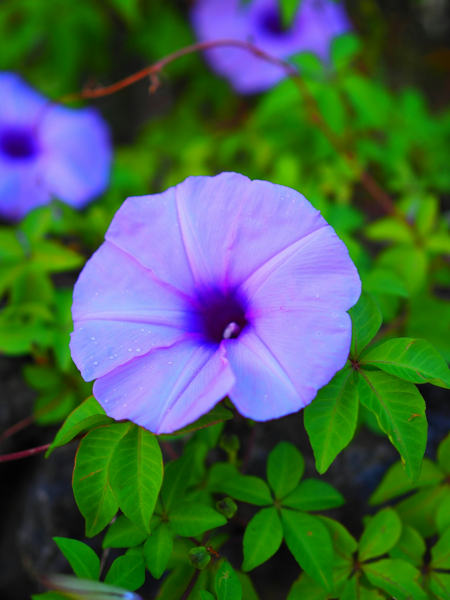 Lebendige lila Blume umgeben von grünen Blättern