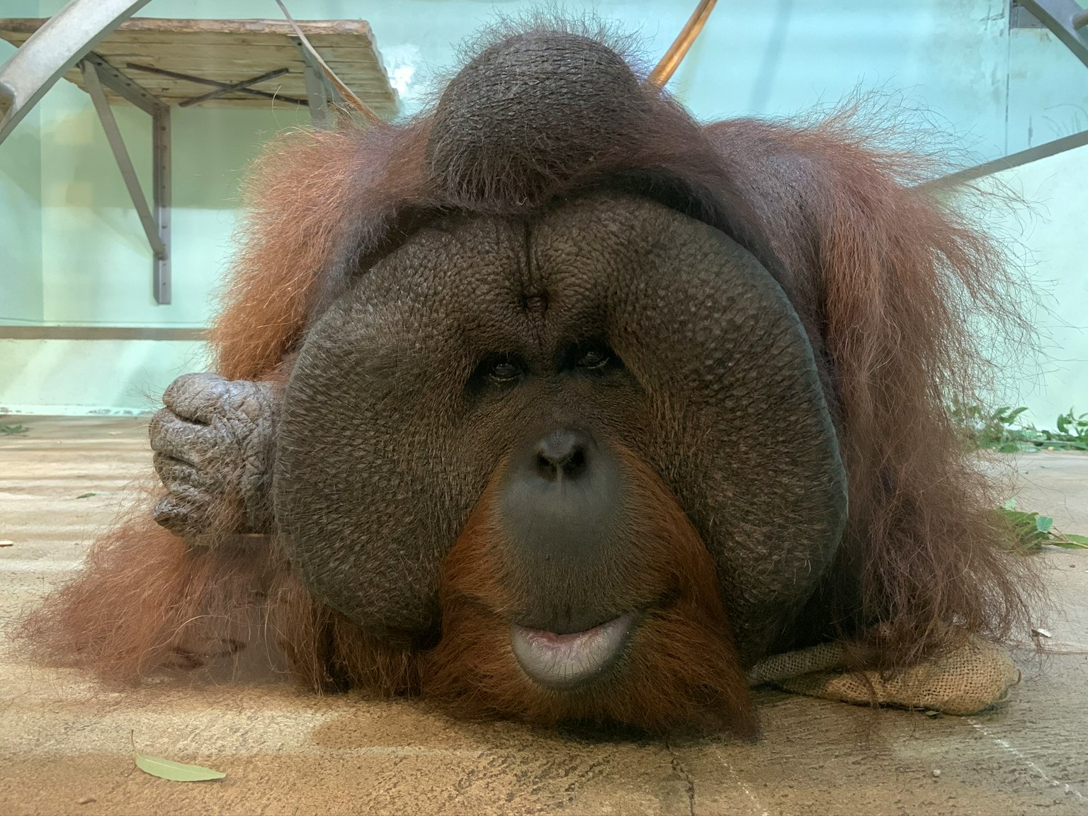 Orangutan beristirahat dengan bulu berbulu