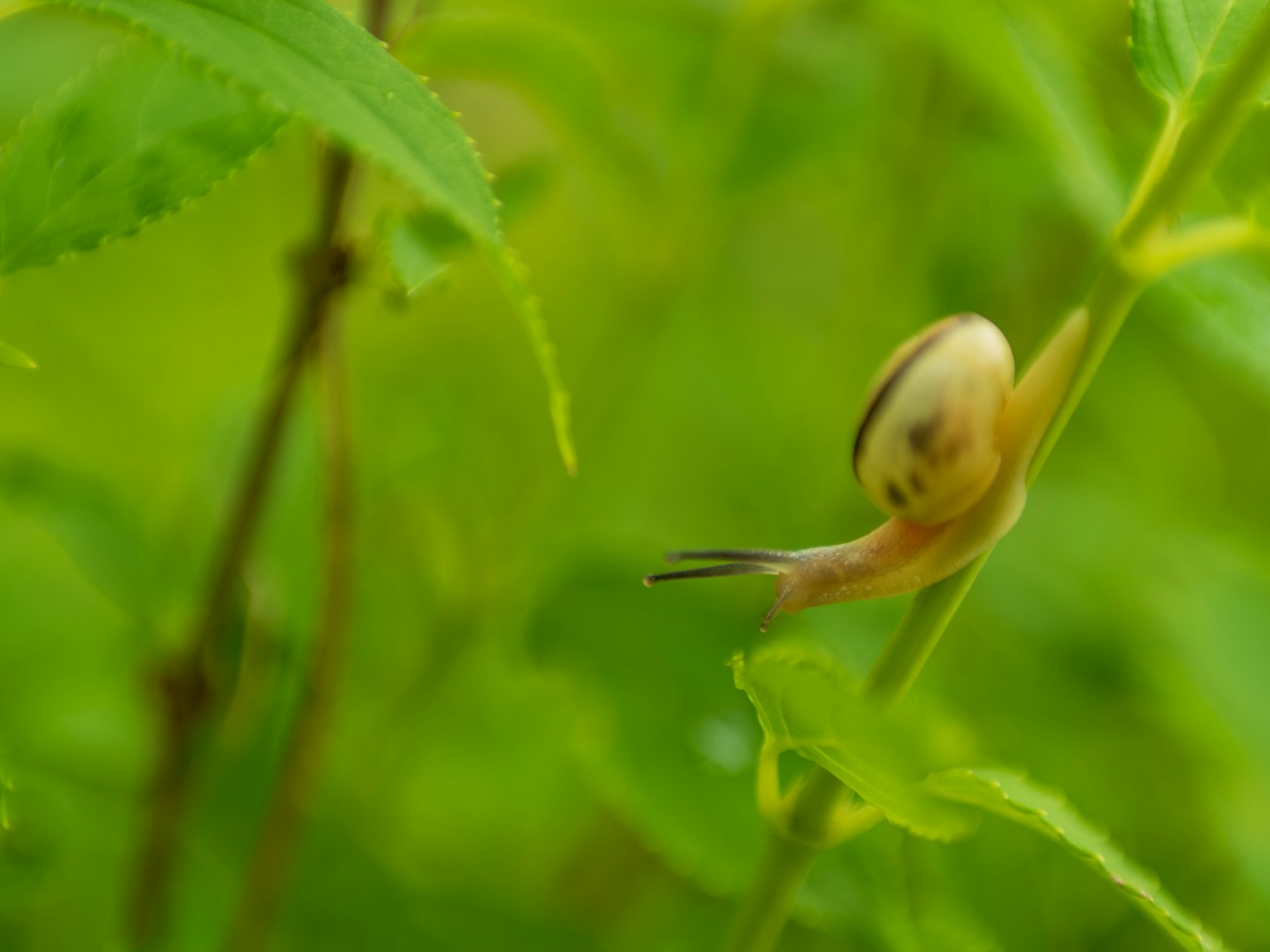 Close-up siput merayap di antara daun hijau