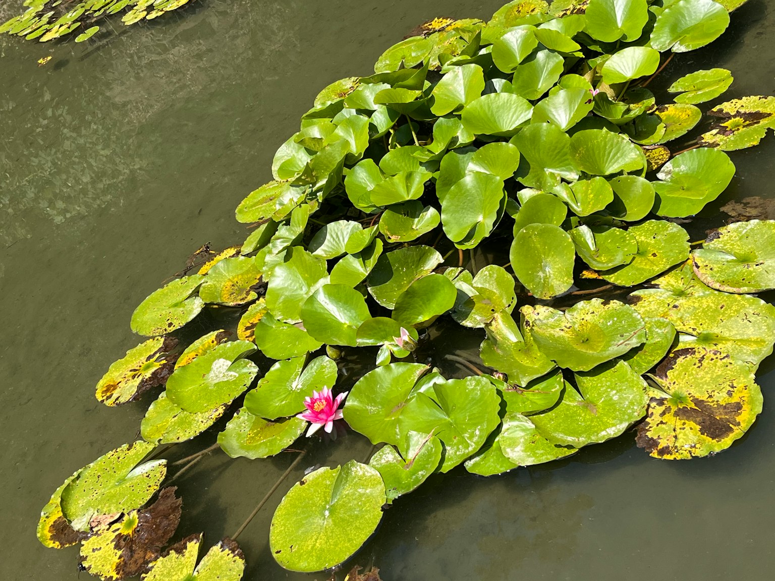 Ninfea rosa che galleggia tra foglie di ninfea verdi