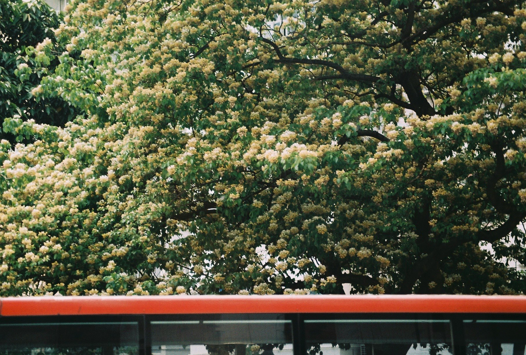 花が咲く木々の並びと電車の車両が見える風景