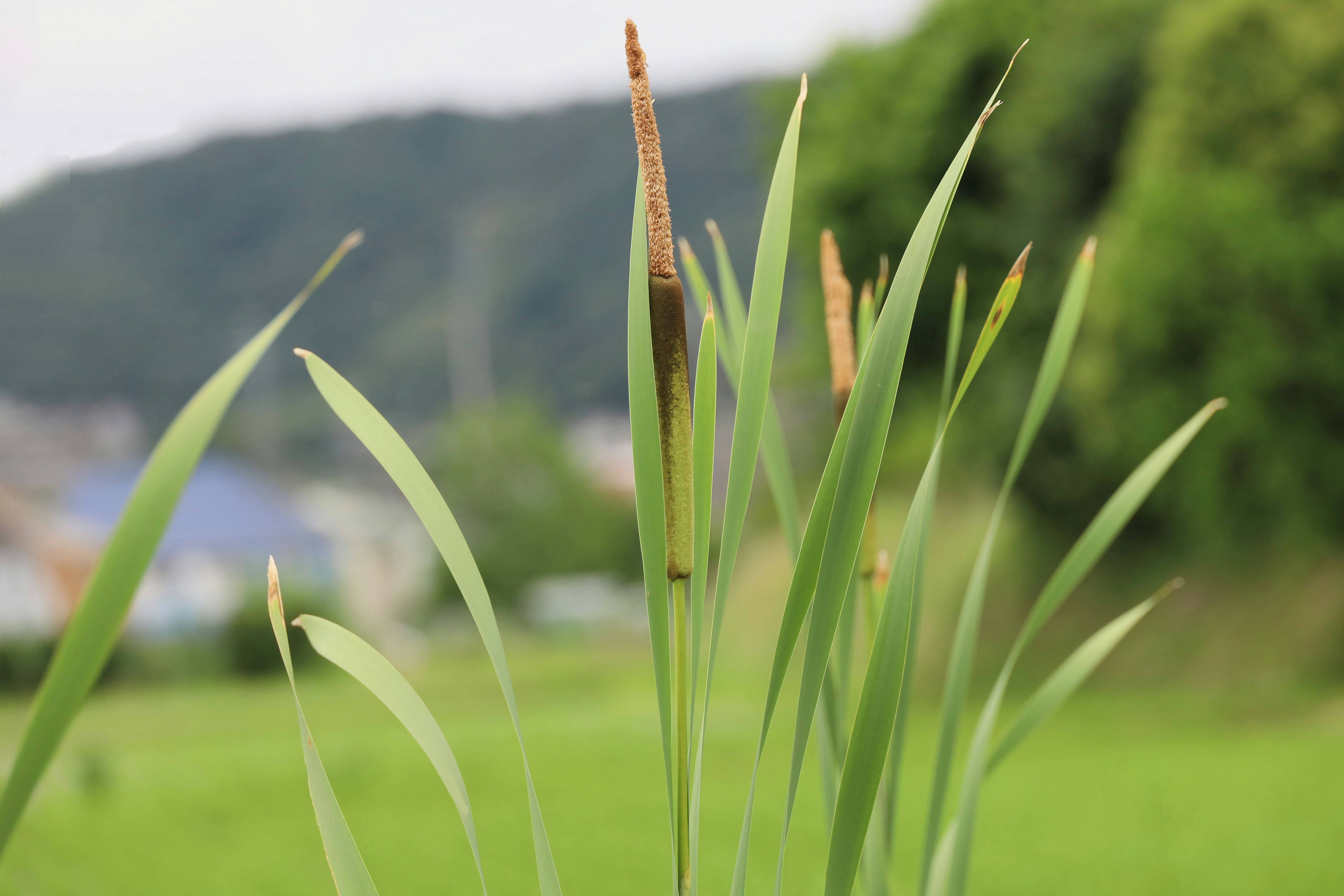 綠色草葉與遠處山景