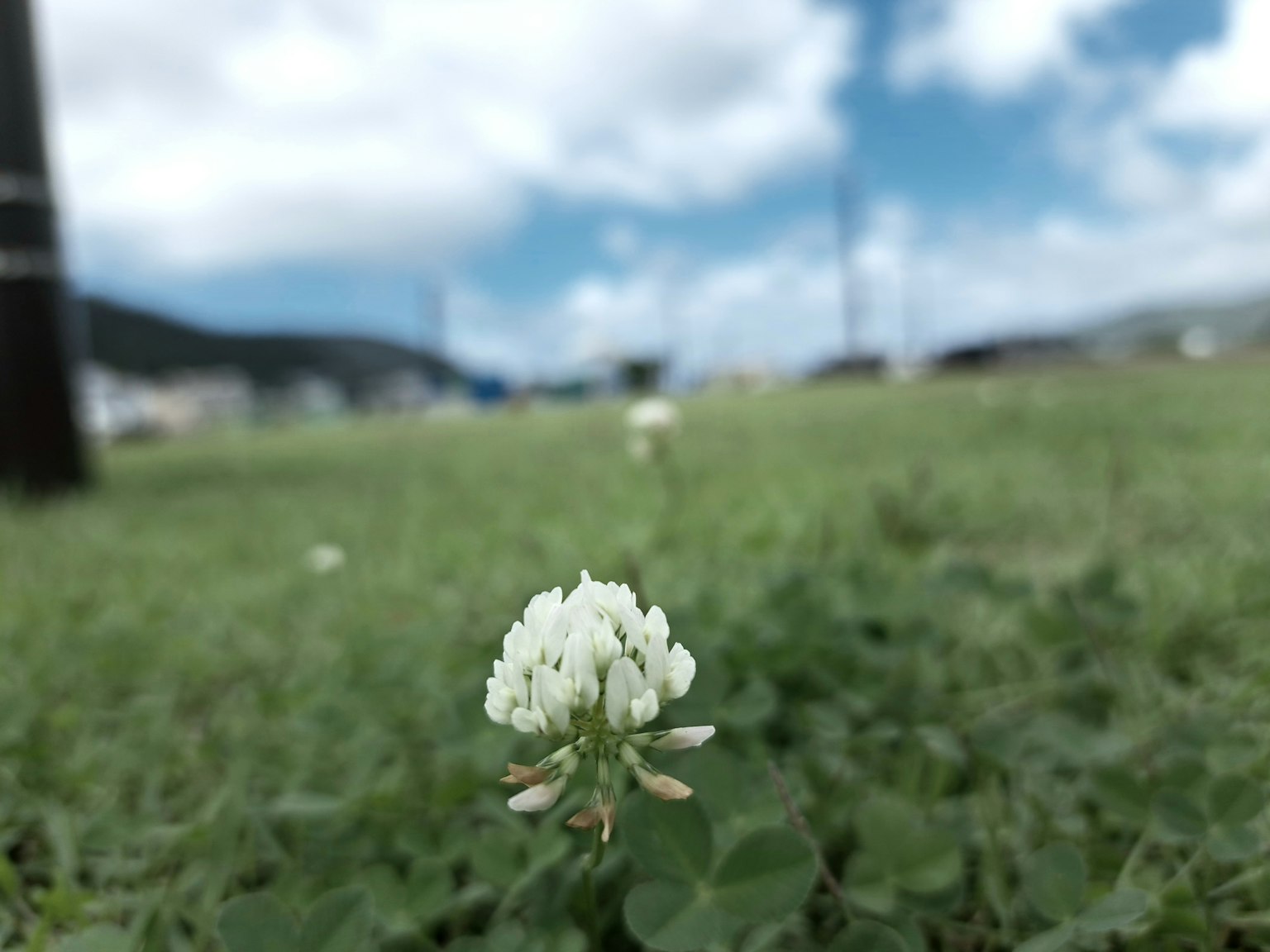 Acercamiento de una flor de trébol blanco en un campo de hierba verde