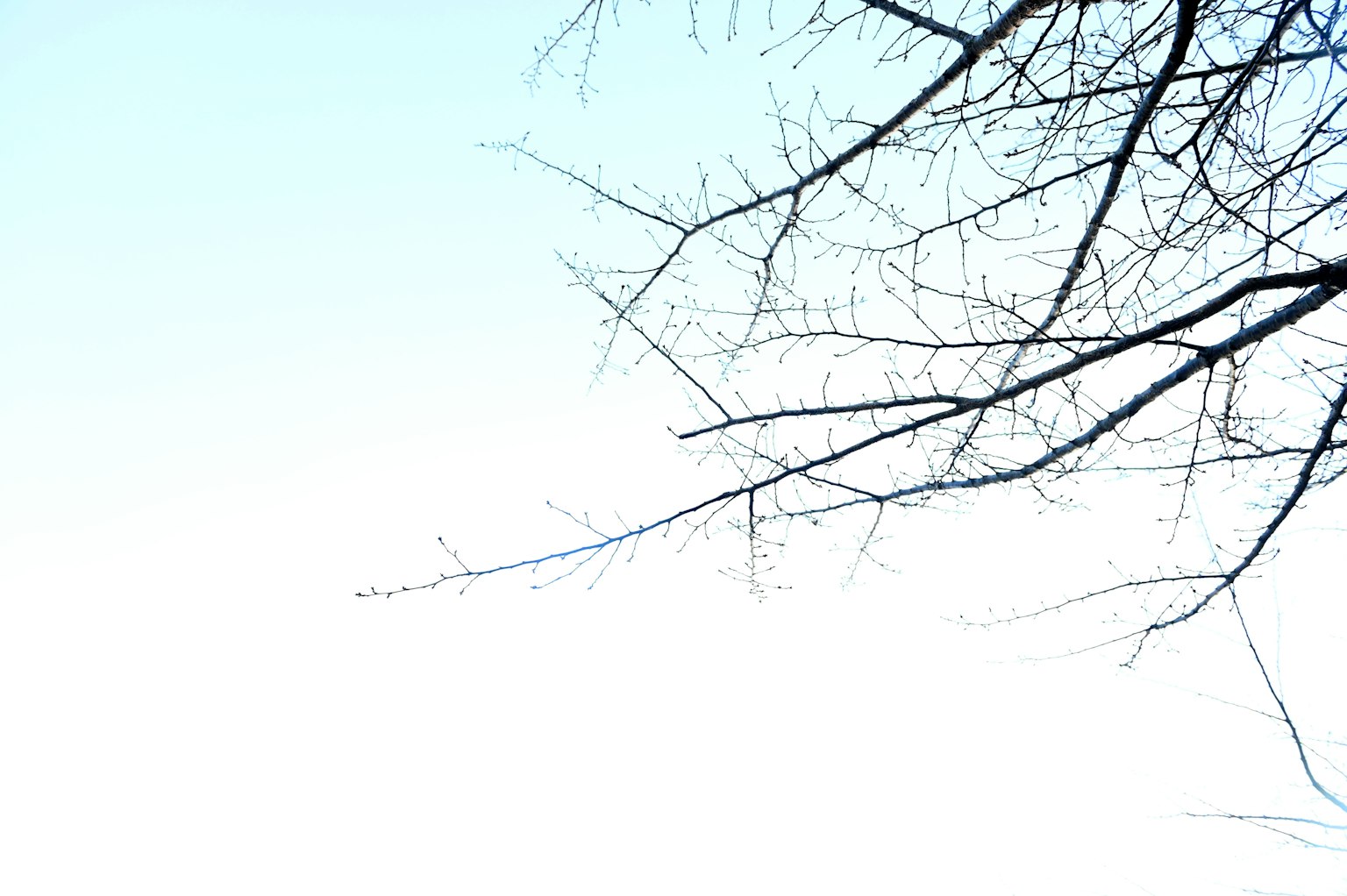 Silhouette von dünnen Ästen, die sich gegen einen blauen Himmel erstrecken