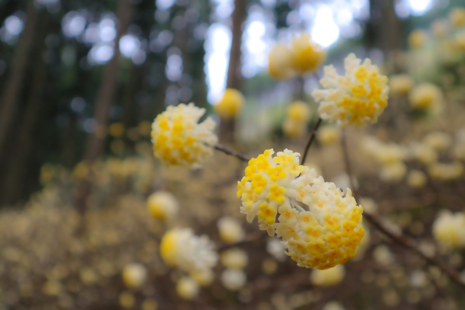 Un primo piano di fiori gialli con uno sfondo sfocato di foresta