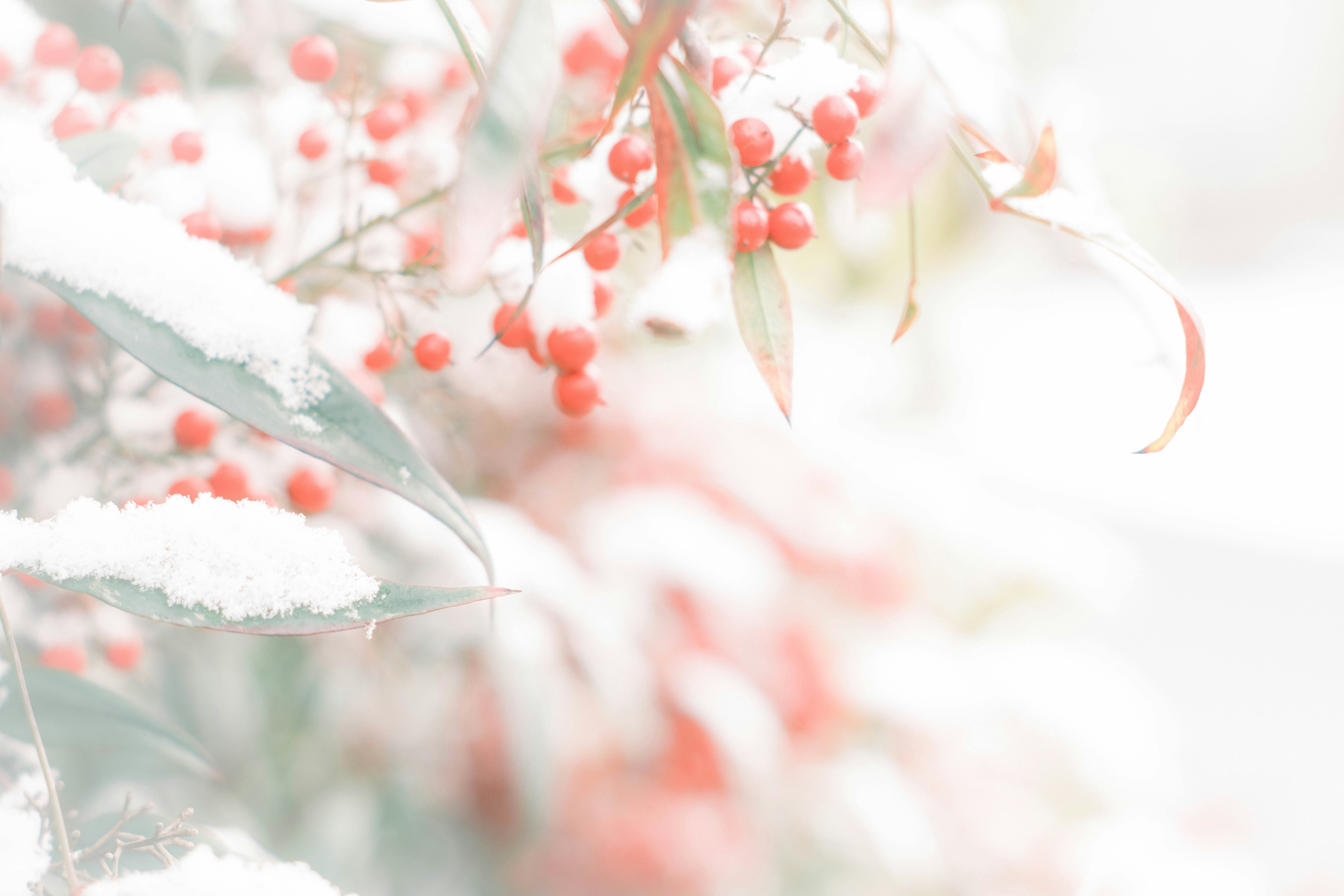 雪の積もった赤い実の枝先