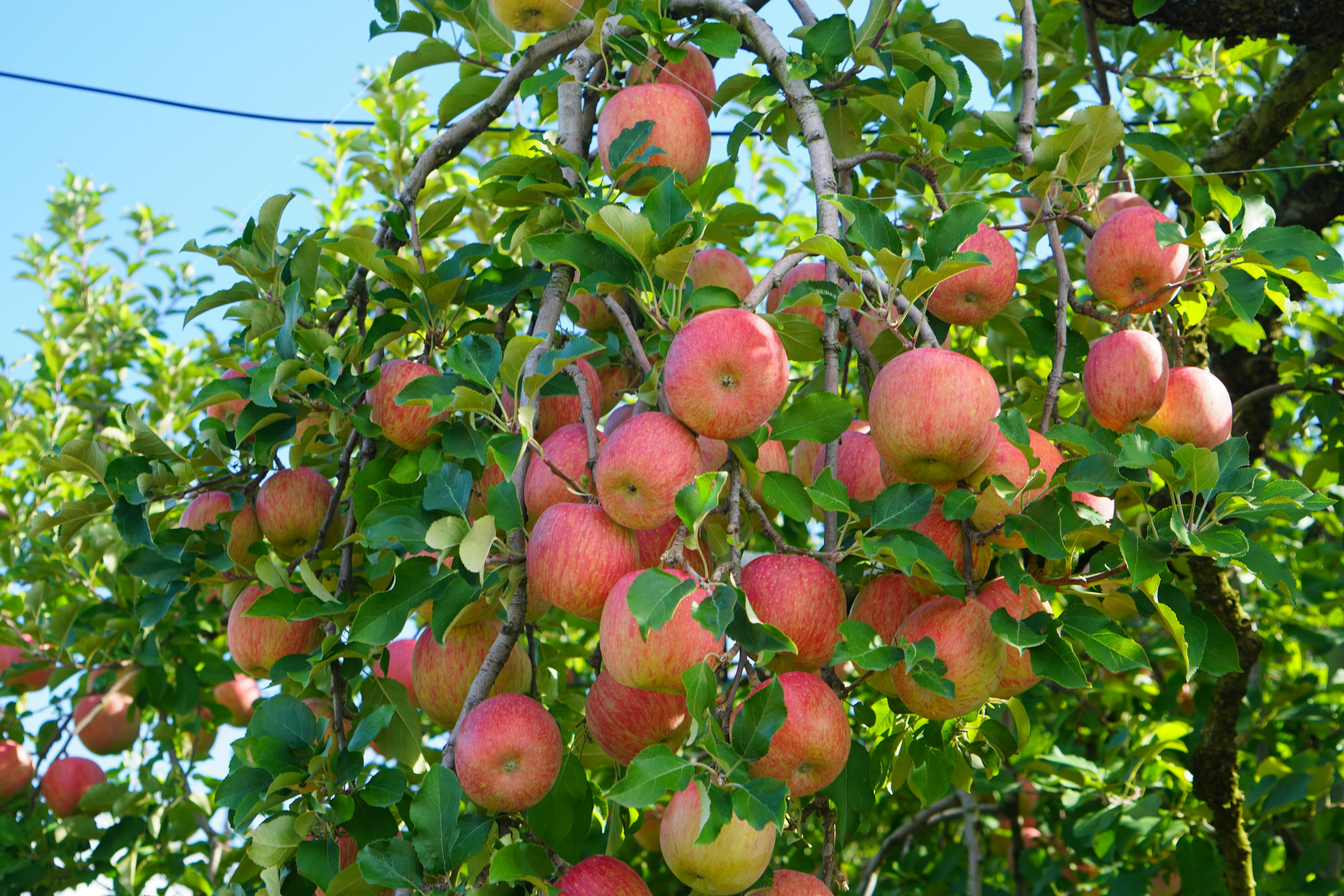 pommes rouges mûrissant sur un arbre dans un verger