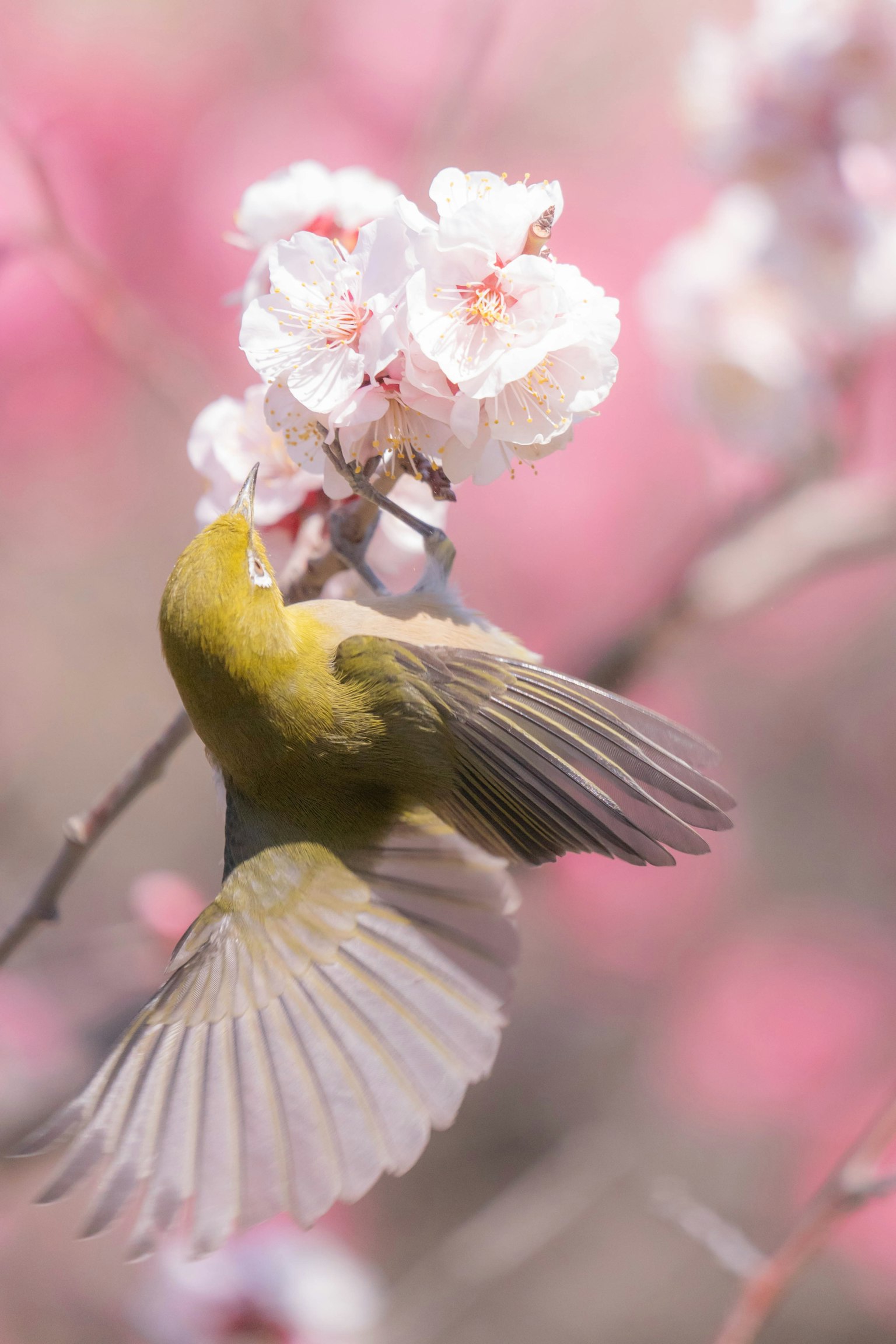 鳥在櫻花上吸取花蜜