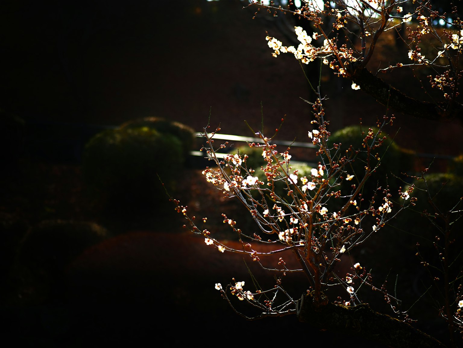 黑暗背景下白花盛開的樹枝的美麗場景