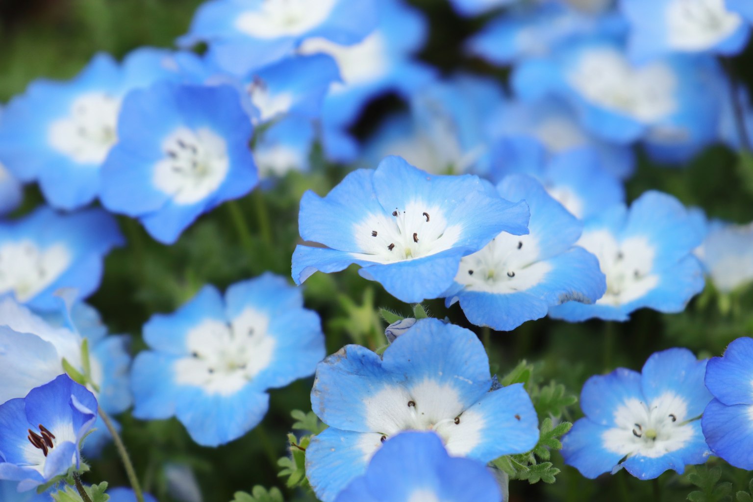 Un gruppo di fiori di nemophila blu in piena fioritura