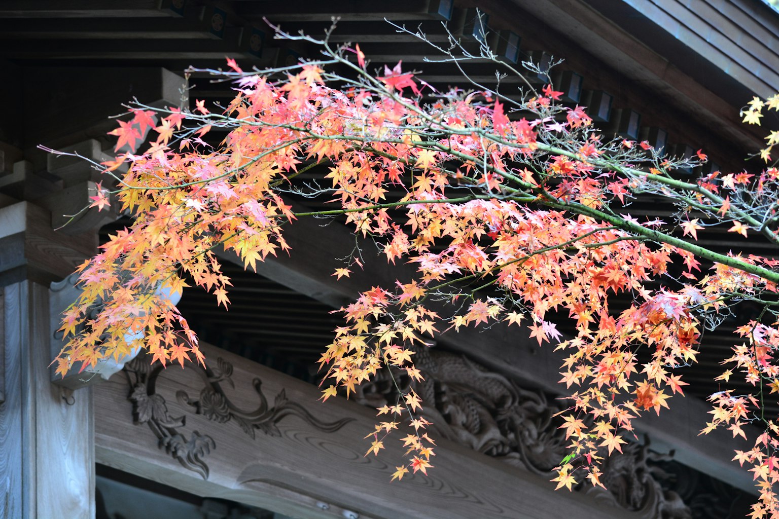 Un bellissimo ramo autunnale con foglie colorate si estende sopra un edificio