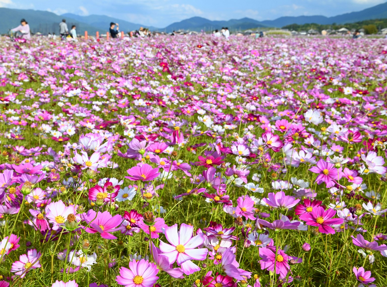 Lebendiges Feld mit Kosmosblumen in verschiedenen Farben