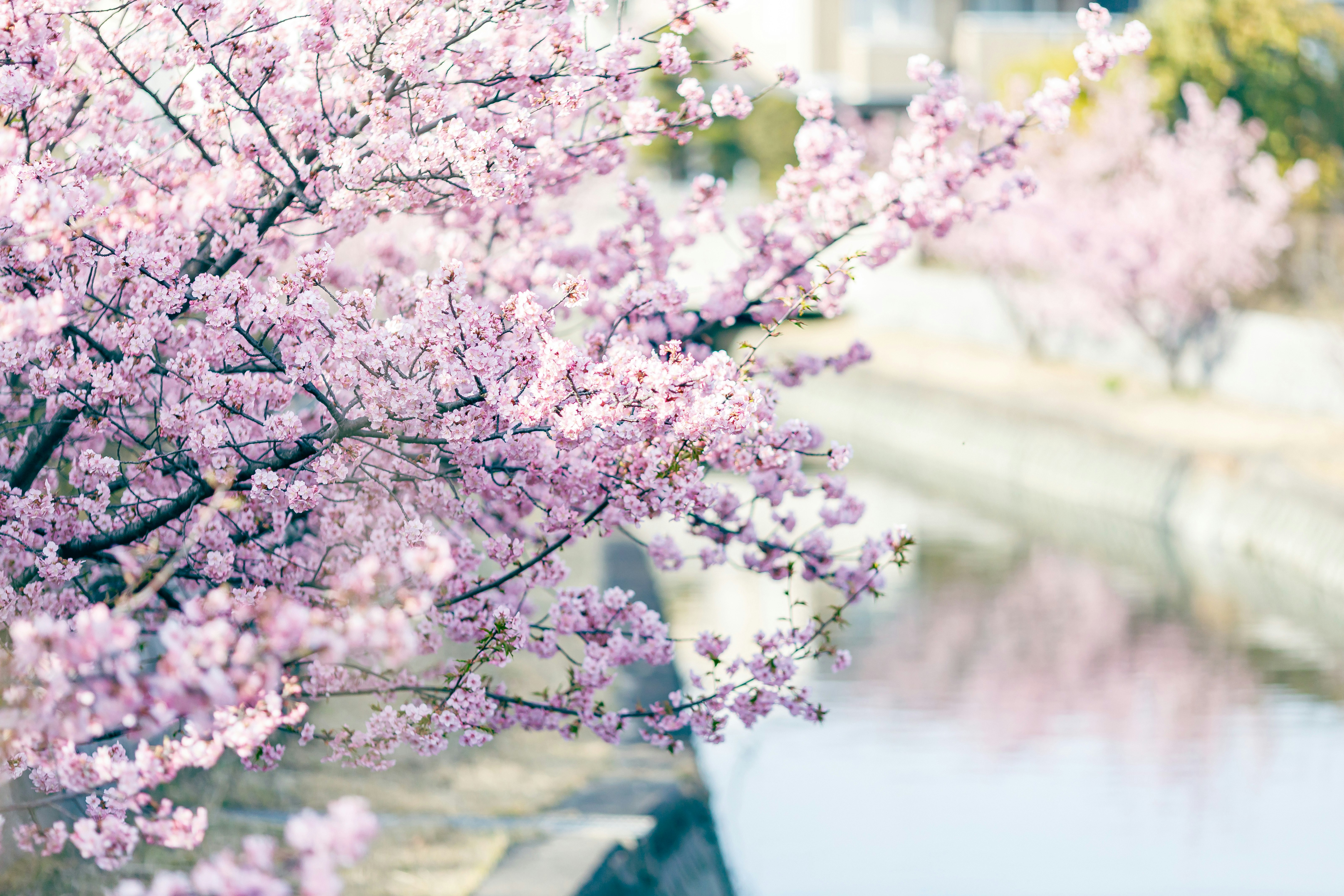 河津桜の咲く水路沿いの桜並木