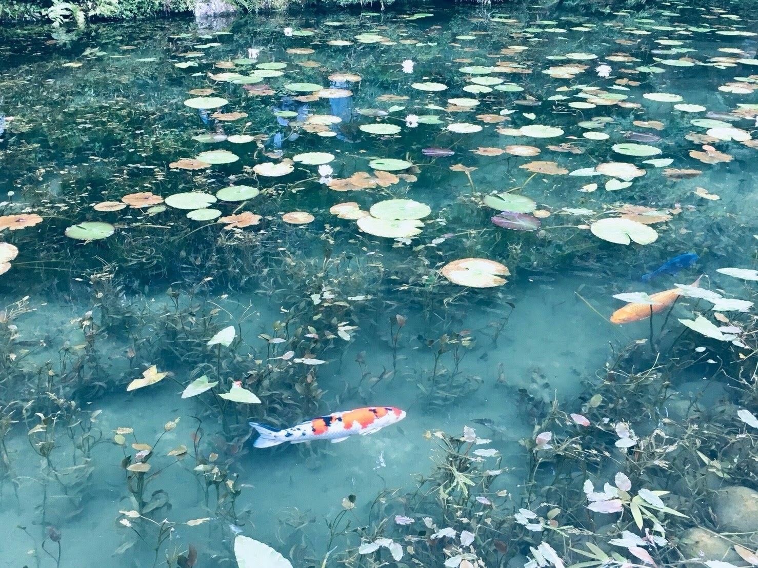 étang avec nénuphars et carpes koï