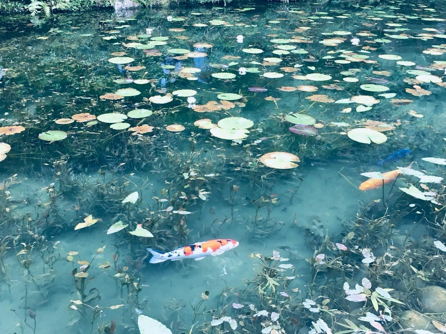 Un étang serein avec des nénuphars flottants et des carpes koi nageant