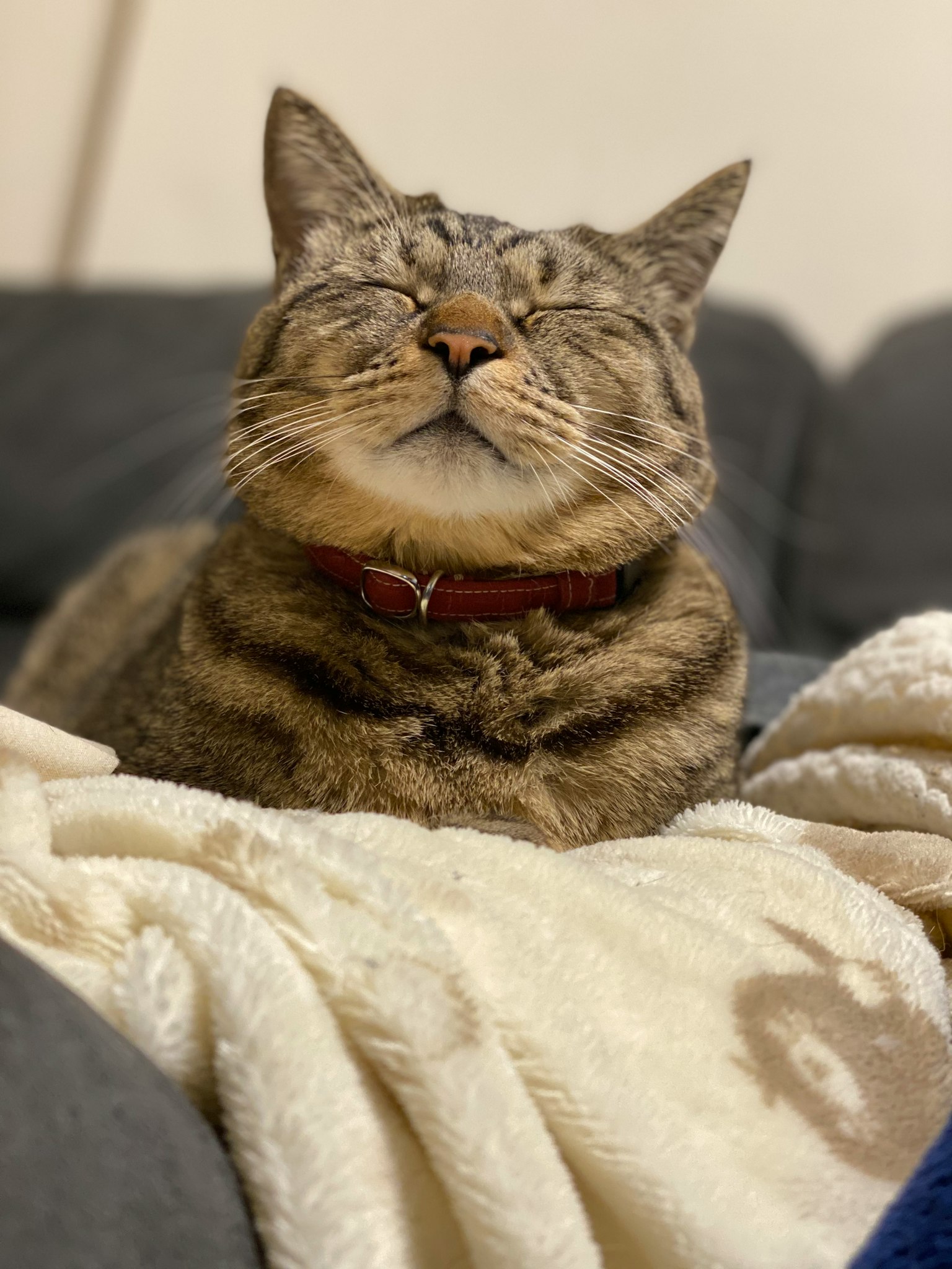 Eine entspannte Katze, die auf einer Decke mit geschlossenen Augen liegt